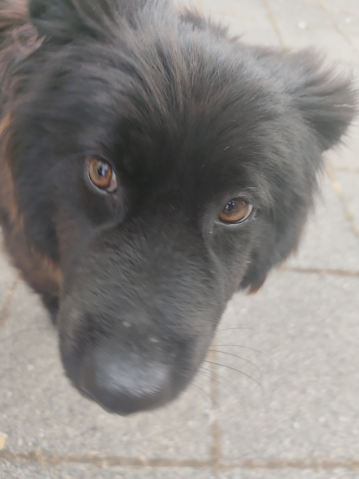 A high-angle, close-up photograph captures the head of a long-haired black and dark brown dog, situated outdoors on a light grey paved surface in Lom, Bulgaria. The dog, likely a medium-to-large breed, gazes directly upwards into the camera with prominent, intelligent amber-brown eyes. Both eyes exhibit distinct reflections, indicating an overhead light source. Thick, shaggy dark fur frames the face, with some lighter brown tones visible around the sides of the muzzle and ears. The dog's black nose is slightly out of focus, appearing moist, and positioned closer to the camera. Sparse, dark whiskers extend from the muzzle on the viewer's right side. The background consists solely of the blurred light grey paving, characterized by subtle rectangular patterns and seams, suggesting a sidewalk or courtyard environment. No other subjects, objects, or actions are discernible.