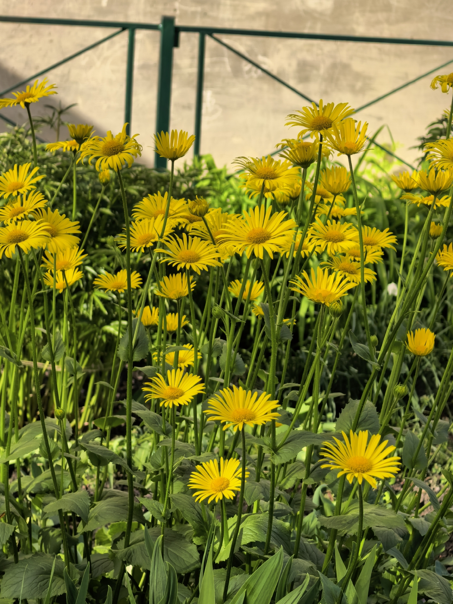The image shows a dense grouping of yellow daisy-like flowers with green stems and leaves. In the background, there is a pale wall partially obscured by a dark green metal fence. The location cannot be confirmed as Sterlitamak, Russia, based solely on the image content.