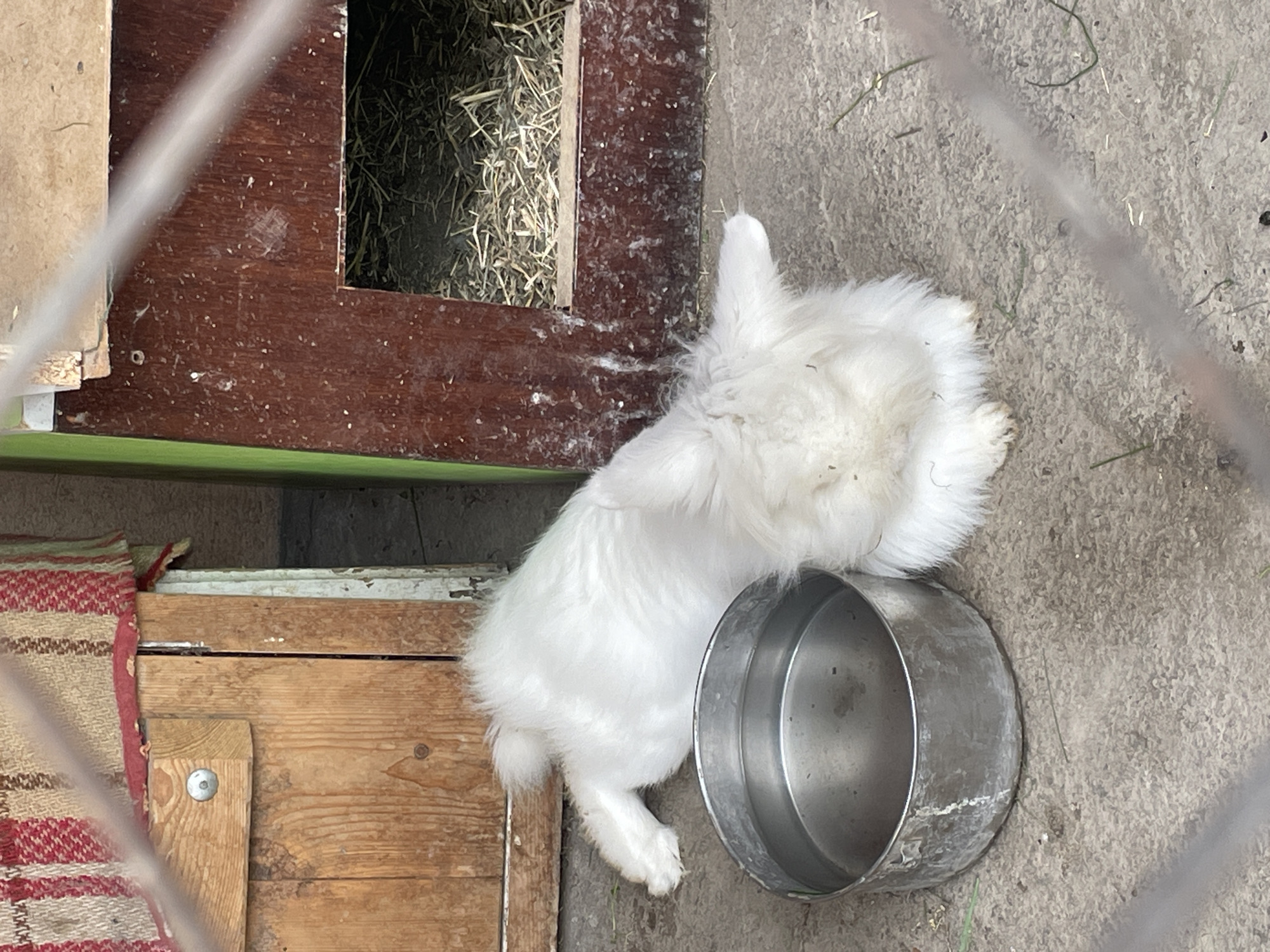 A fluffy white rabbit is resting next to a metal bowl on a concrete surface. The rabbit's head is resting on the edge of the bowl. The rabbit is near a wooden structure, possibly a hutch or enclosure, with hay visible inside. A striped cloth is draped near the wooden structure. The photo appears to be taken inside an enclosure. The location and city are not discernible from the image.