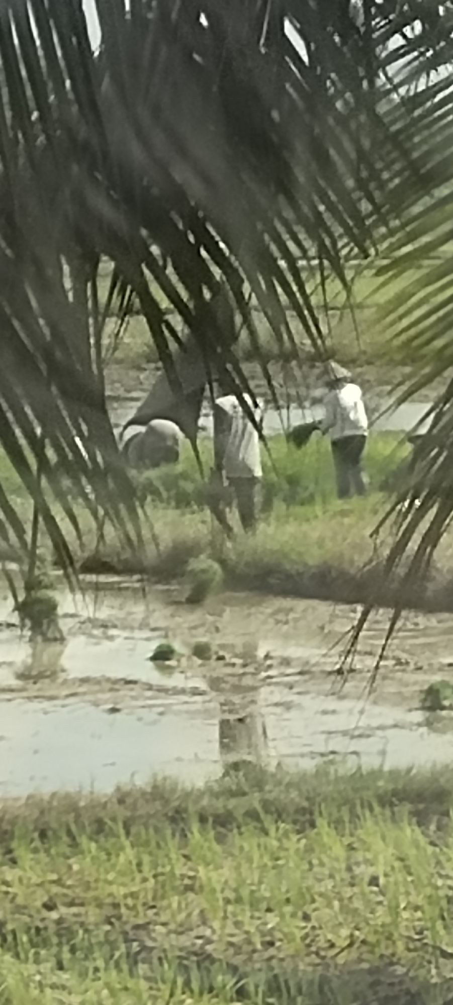 The image, taken from behind palm fronds, shows a waterlogged field with several individuals engaged in agricultural work. The foreground is dominated by the dark green, blurred fronds of palm trees, obscuring the view of the scene beyond. In the middle ground, two individuals appear to be working in a paddy field, which is partially submerged in water and has patches of green vegetation. One person, wearing a light-colored shirt and dark pants, is bent over, seemingly tending to the crops. Another individual, wearing a white shirt and dark pants, stands nearby, also appearing to be involved in the fieldwork. The background consists of more green vegetation and a hazy, light-colored structure, possibly a building. The overall impression is that of a rural agricultural setting in the city of Peurupok, Indonesia.