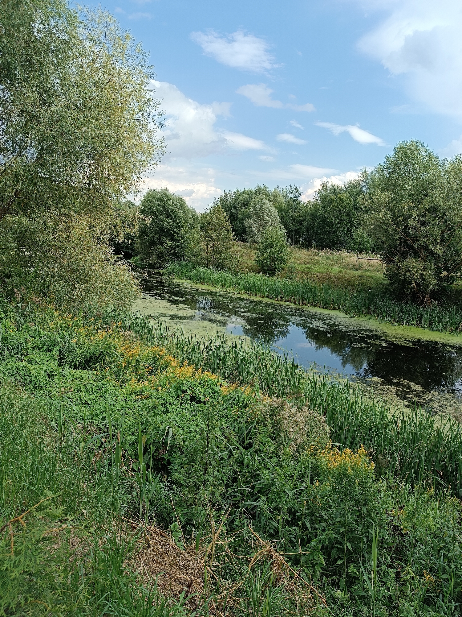 The image depicts a natural scene of a calm waterway surrounded by lush green vegetation and trees under a partly cloudy blue sky. The water is partially covered with a green film of algae. Tall reeds grow along the banks of the waterway. On the left side of the image, a large tree with drooping branches dominates the foreground. In the middle ground, the waterway curves, reflecting the surrounding trees and sky. The background features a dense forest. The scene is consistent with a natural landscape, possibly a riverbank or canal within a park or rural area. No people or specific structures are visible, suggesting a wild or uncultivated environment.