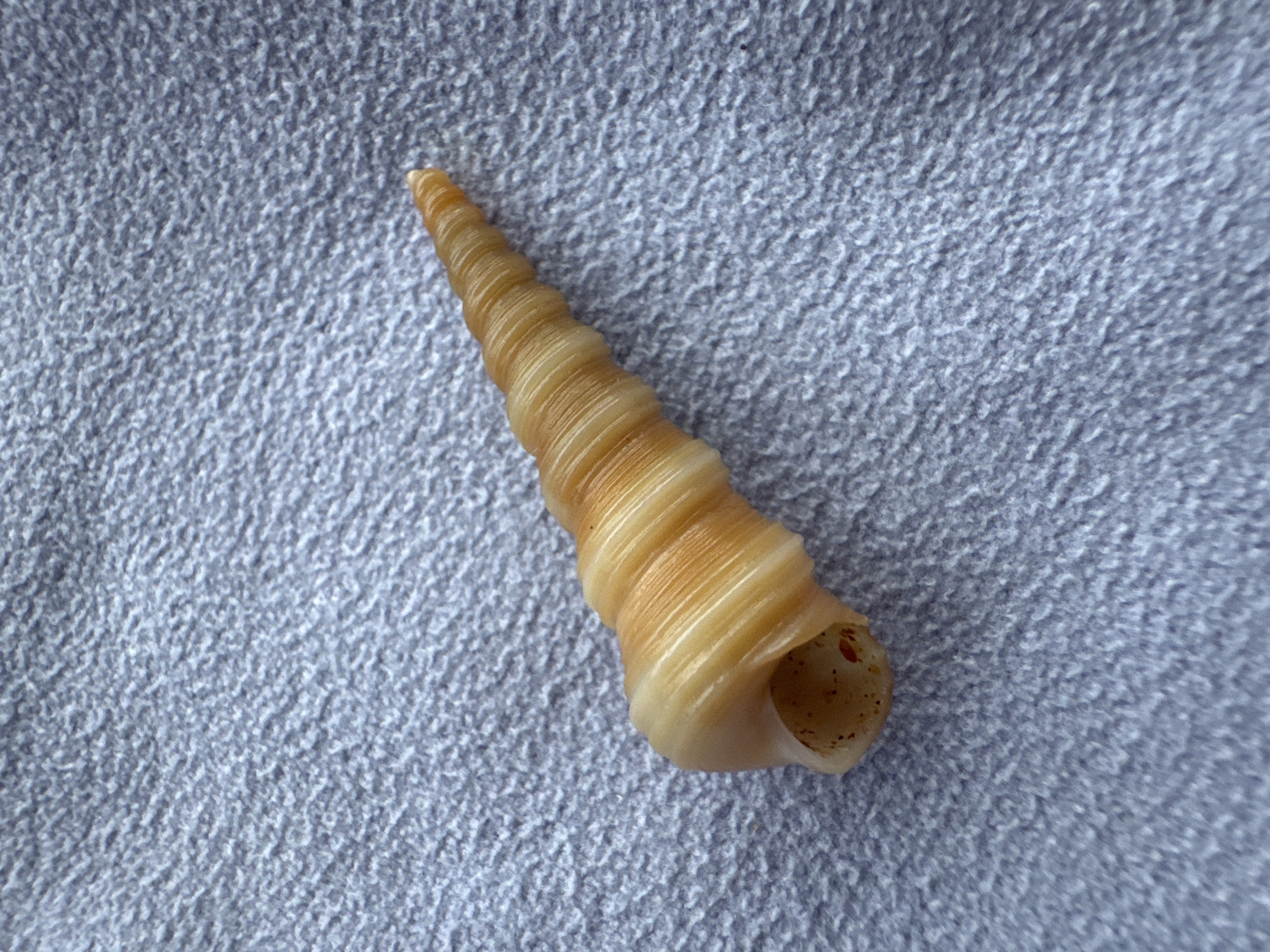 A single, light brown, spiral seashell is the sole subject in this close-up, top-down shot. The shell, which tapers to a point, exhibits distinct horizontal ridges or whorls. Its open end, which is slightly wider, reveals a dark, hollow interior speckled with reddish-brown dots. The seashell rests on a textured, grey surface that appears to be fabric, possibly a towel or blanket, with a soft, fuzzy appearance. The lighting is even, casting no discernible shadows, suggesting an indoor setting or an overcast day. The background is uniformly grey and out of focus, directing all attention to the seashell. No people, text, or specific location cues within the frame are visible, though the provided context indicates the location is Weligama, Sri Lanka. The image is static, capturing a moment of still life.