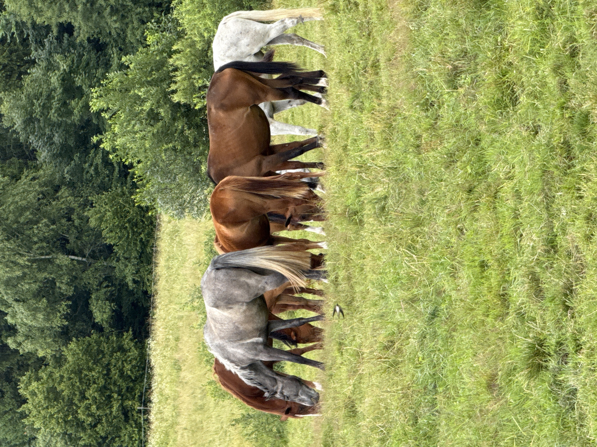 A herd of six horses grazes in a grassy field. The horses are of varying colors, including brown, gray, and white. They are positioned in a line from left to right, with some of them facing the camera and others with their heads down grazing. In the background, a dense line of green trees forms a backdrop. The sky is not visible. The overall setting appears to be a rural or park-like environment, possibly in Galinė, Lithuania, given the context. There is no indication of any structures or other signs of civilization. The lighting suggests it is daytime, possibly overcast or late afternoon. A small bird is visible in flight near the center of the image, close to the ground.