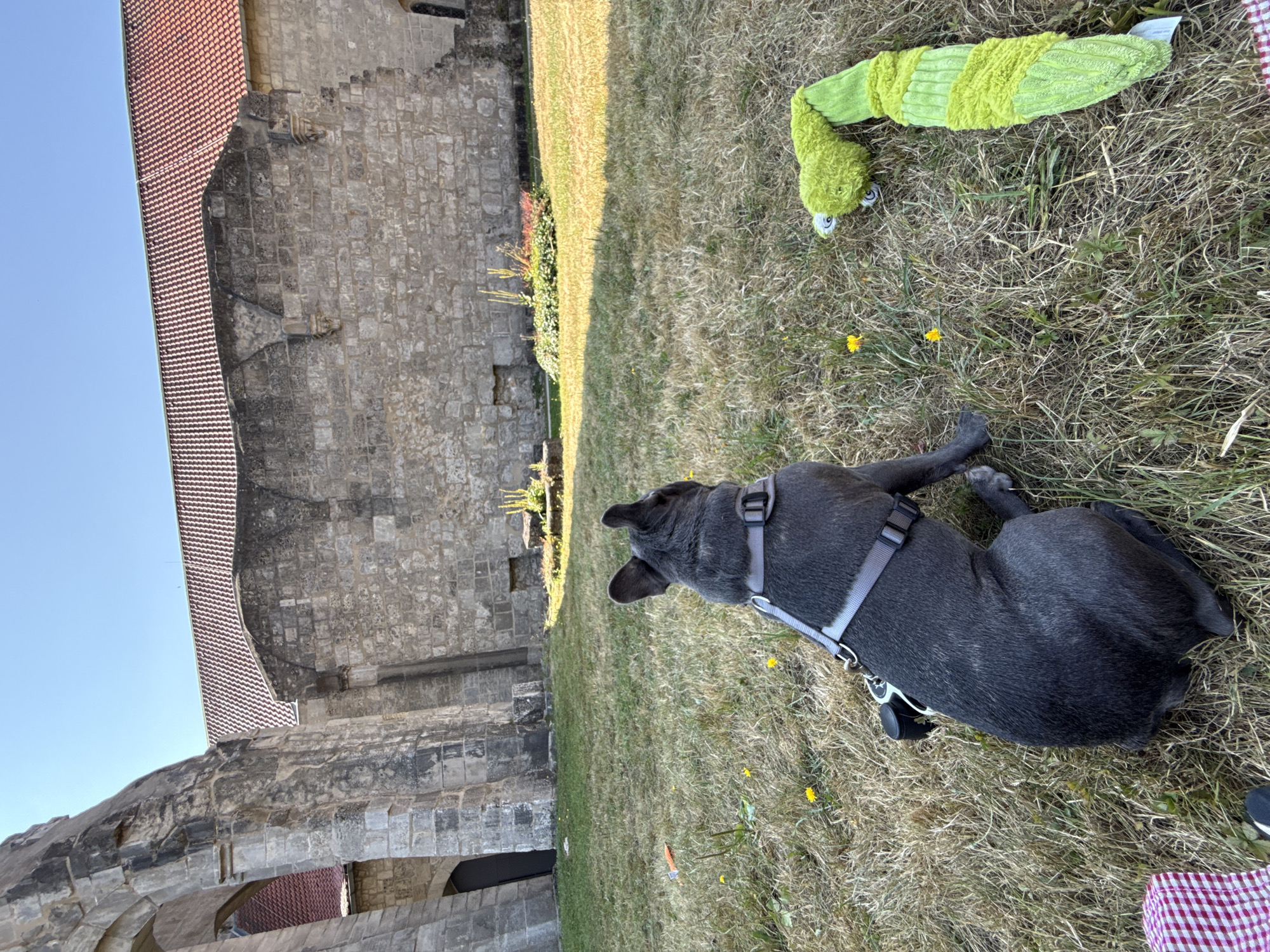 A dark gray French bulldog wearing a gray harness sits on dry grass in the courtyard of the Walkenried Abbey in Walkenried, Germany. The dog is facing away from the camera, looking towards a bright green, segmented plush toy on the ground to its right. The ruins of the abbey, constructed from rough-hewn stone, are visible in the background, with a red-tiled roof on one section. The sky is clear and blue. In the foreground, a portion of a red and white checkered cloth is visible. The grass is dry and sparse with a few yellow dandelions scattered throughout.