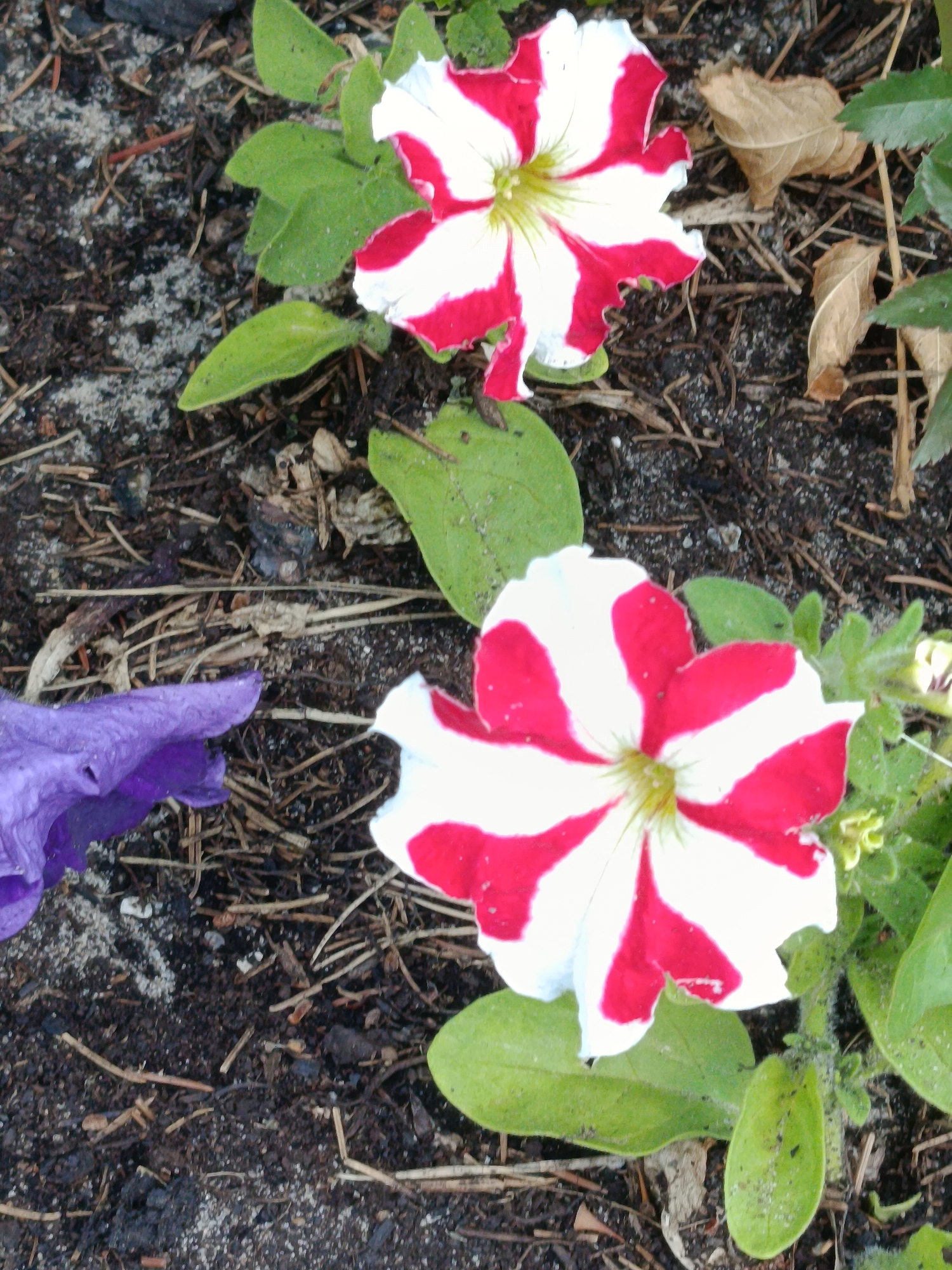 The image shows two red and white petunias and a portion of a purple petunia, viewed from a slightly elevated angle. The flowers are growing in dark soil, interspersed with dry leaves, twigs, and some sandy material. The red and white petunias exhibit a striped pattern, with prominent red stripes against a white background radiating from the center of the flower. Their petals are slightly wavy and a pale yellow-green color is visible at their centers. The purple petunia, on the left side of the frame, is partially visible and appears to be wilting. The overall scene suggests an outdoor garden setting. The lighting suggests it could be daytime, with no specific indicators of weather conditions. No text is visible in the image. The location context is Verea, Russia, which may imply a temperate climate where petunias are commonly grown.