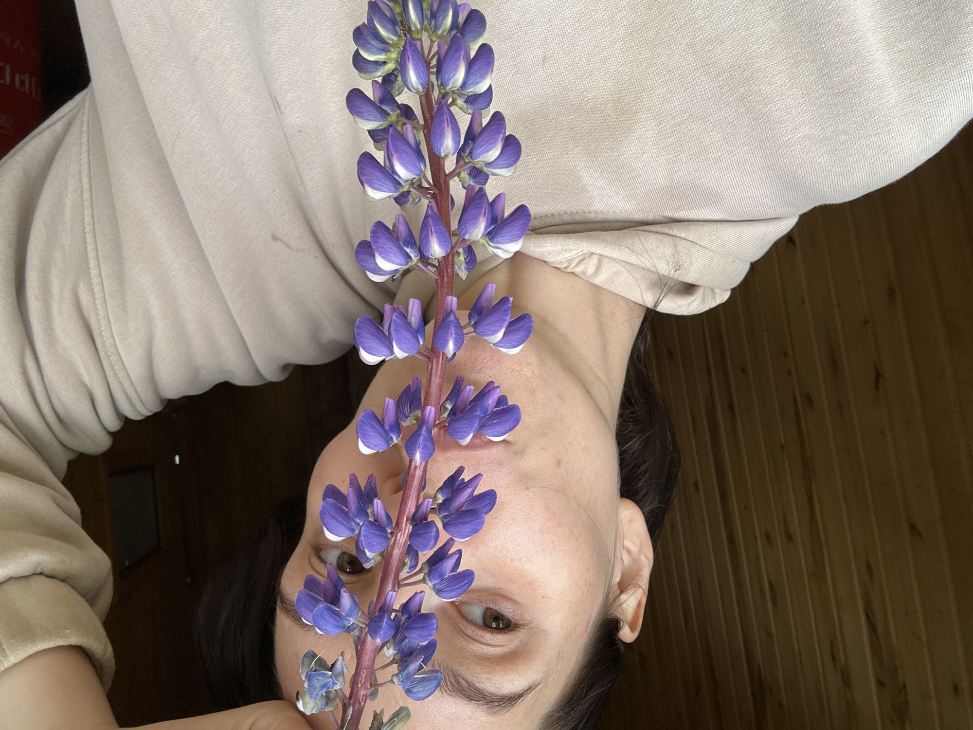 An adult female is depicted in a close-up, head-and-shoulders portrait in Альняш, Russia. She holds a single stalk of purple and white flowers, consistent with a species of lupine, vertically in front of her face, obscuring her nose, mouth, and parts of her cheeks. Her brown eyes are visible and directed towards the viewer. Her dark hair is pulled back, visible on the left side of her head and behind her ear. She is wearing a light beige or off-white hooded sweatshirt, which exhibits a faint, irregular light brown stain on the right shoulder area. The background on the left consists of vertically aligned wooden paneling or planks, while the background on the right is significantly darker and less defined, with faint outlines of a rectangular object and a hint of a red surface at the extreme right edge.