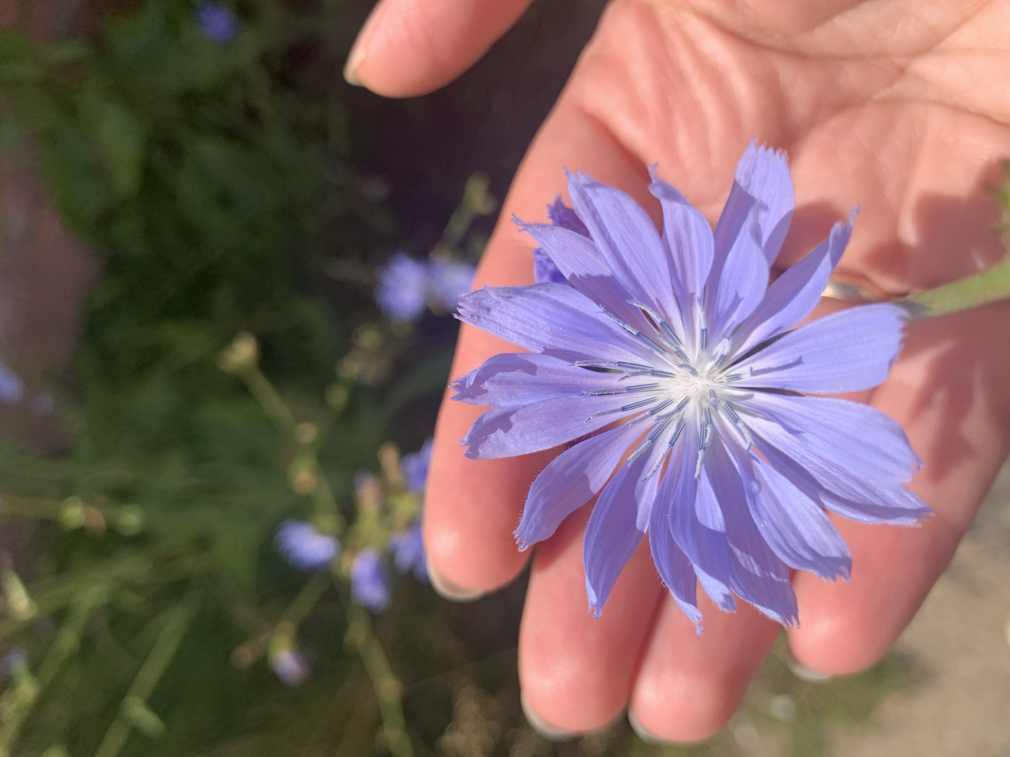 A light purple chicory flower is held in a person's palm, with the flower's petals fanning out over the fingers. The background is softly blurred, showing green foliage and hints of other purple flowers. The image appears to have been taken outdoors during the day. The location is specified as Kapyĺ, Belarus.