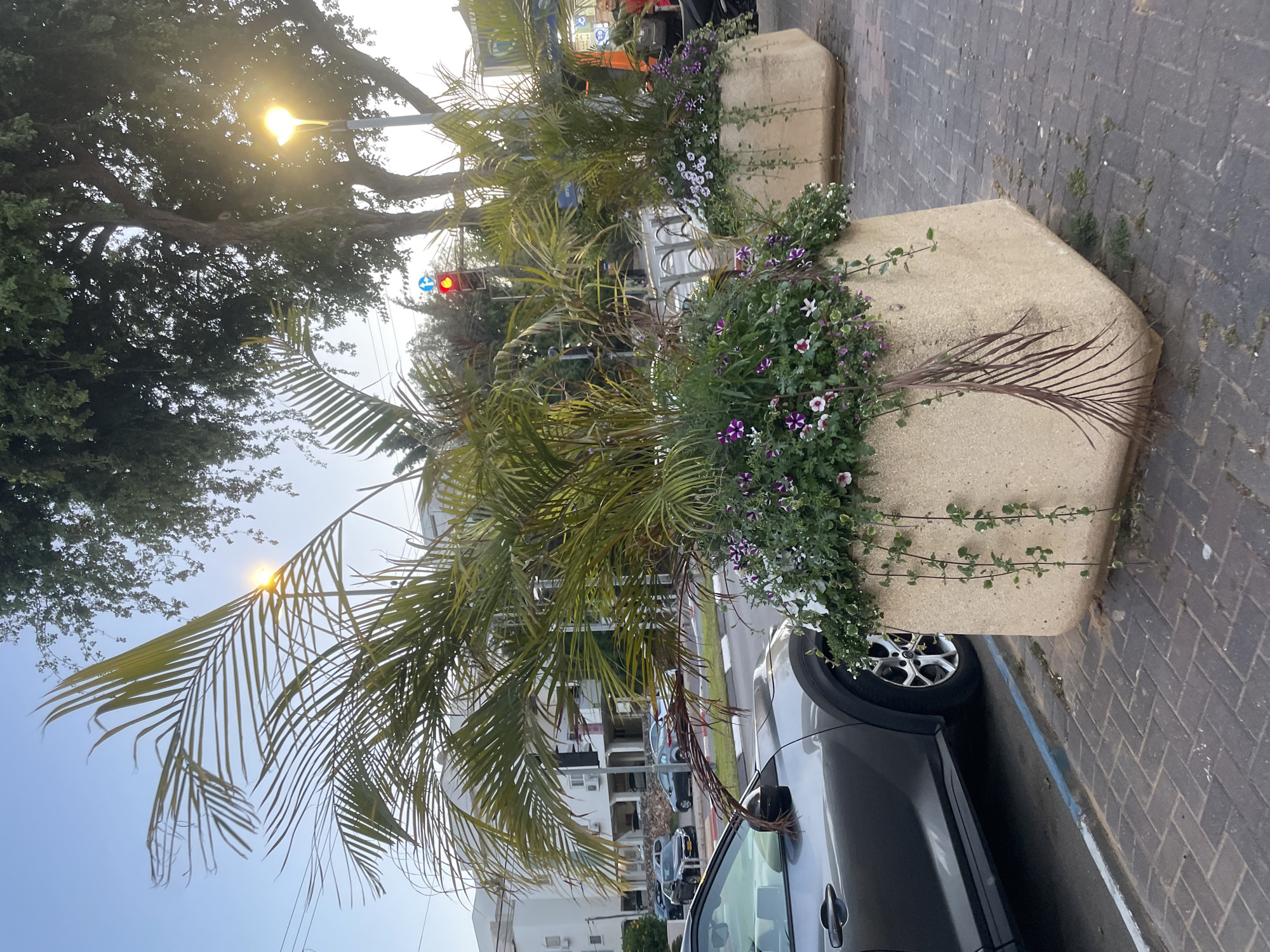 The image depicts a street scene in Raanana, Israel. There are large, light-colored, hexagonal concrete planters lining the sidewalk. Each planter contains a palm tree and flowering plants with purple and white blossoms. A dark-colored car is parked next to one of the planters. A sidewalk paved with red-brown rectangular bricks. In the background, other cars are visible, along with buildings and streetlights. A traffic light is visible in the distance showing a red light. The scene is captured in daylight, with the sun visible through the tree branches.