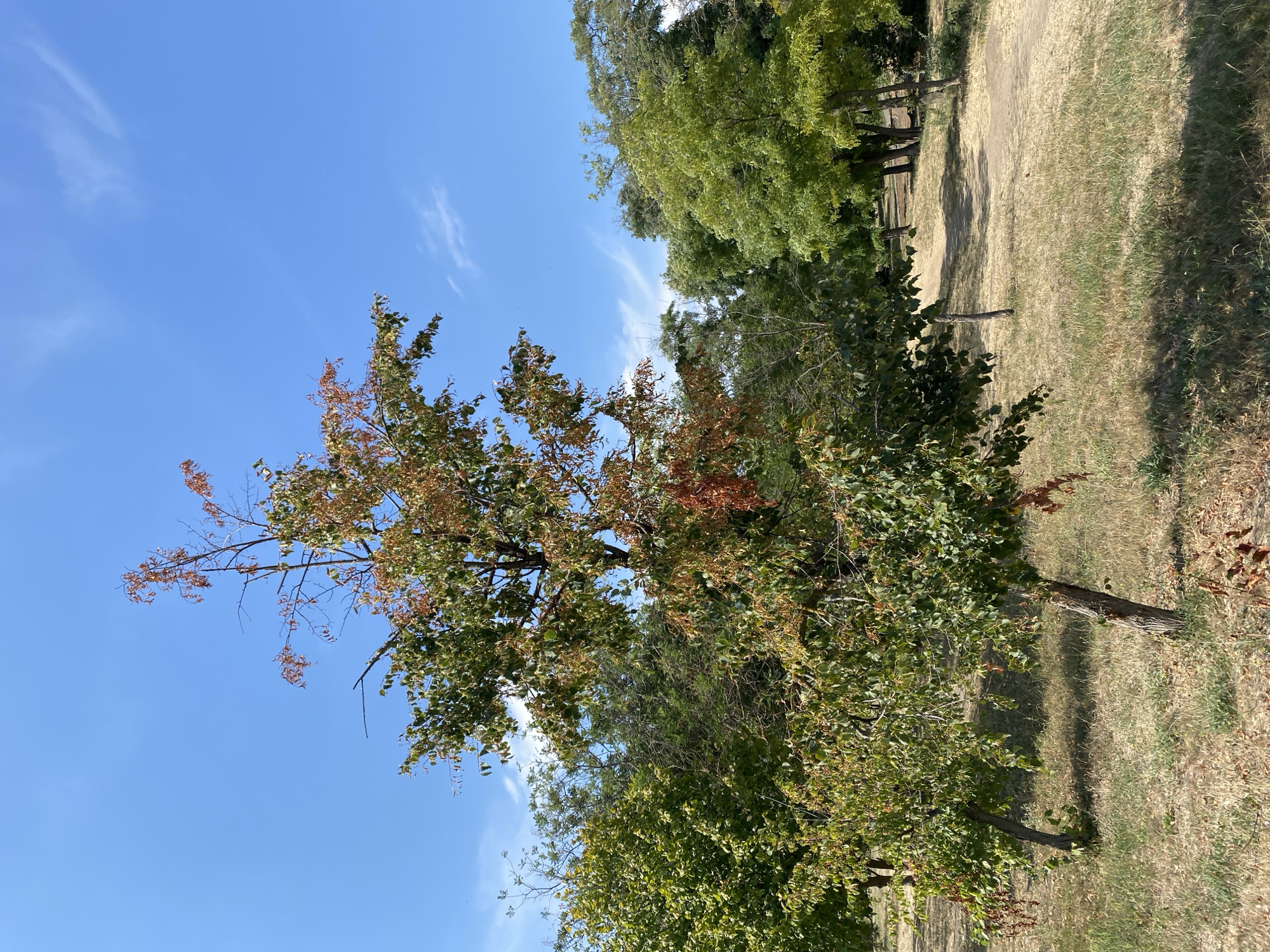 This is a photograph of a park in Chornomorsk, Ukraine, taken on a clear day with a blue sky and a few wispy clouds. In the foreground, a small tree is partially lit by the sun, with some of its leaves turning brown and red, suggesting the onset of autumn. The ground is covered in dry, yellowed grass, indicating a warm season. Behind this tree, several other trees with green foliage form a dense line, with a dirt path winding through them. The background is filled with more trees, their branches extending towards the sky. The overall impression is one of a tranquil, natural setting within an urban environment.