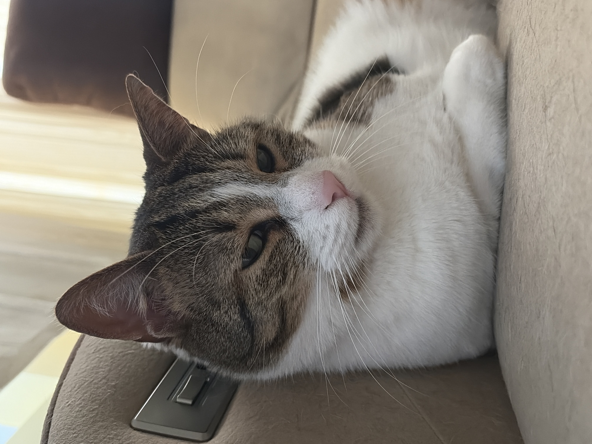 A close-up, eye-level shot features a tabby and white cat resting on a textured, light-colored sofa. The cat is lying down, with its front paws crossed. Its head is turned to the right, and its green eyes are partially closed, giving it a sleepy or contemplative expression. The cat's fur is a mix of brown, gray, and white. Its nose is pink, and long white whiskers extend from its muzzle. The background is softly blurred, showing a light-colored curtain and a darker brown cushion on the sofa. A metal fixture is visible on the armrest of the sofa to the left of the cat. The lighting suggests it is daytime, with a soft, diffused light.
