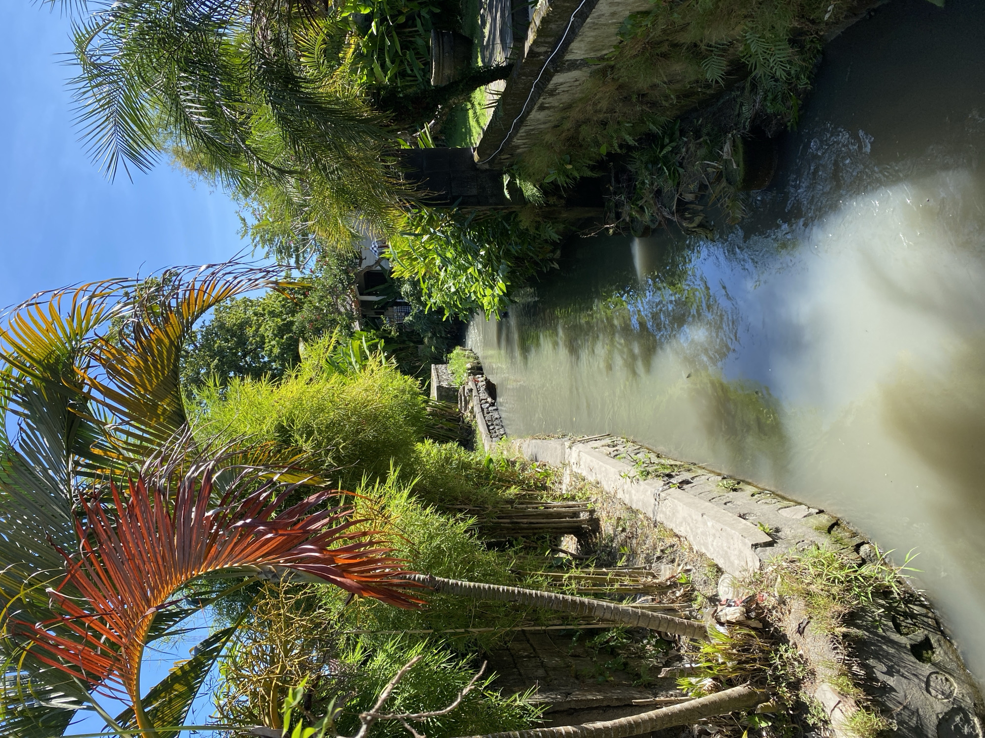 The image depicts a narrow, man-made canal flowing through a lush, tropical environment. The canal is lined with concrete walls, overgrown with vegetation and some visible debris on the left bank. On the left side, tall bamboo stalks and palm trees with reddish fronds are prominent. On the right side, the canal is bordered by a stone wall and dense foliage, with some potted plants and a distant building partially visible. The water in the canal is murky and appears to have a white, cloudy substance in the foreground, suggesting potential pollution or sedimentation. The sky above is a clear blue. The scene suggests a semi-urban or suburban setting within Denpasar Barat, Indonesia, likely an area where natural water channels have been integrated into the built environment.