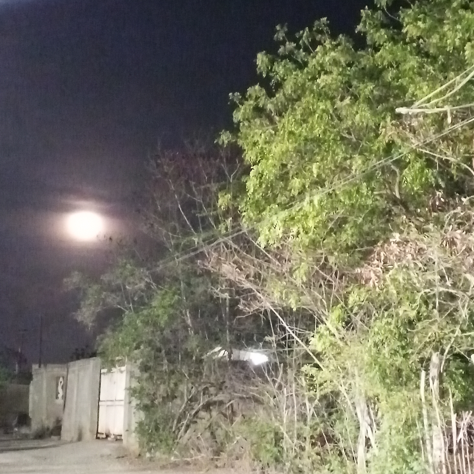 At night in Altagracia, Venezuela, a full moon shines brightly through the sky. The image includes a partially visible concrete wall, a metal gate, and dense foliage, including trees with green leaves and some bare branches. The environment appears still and quiet. No people are visible.
