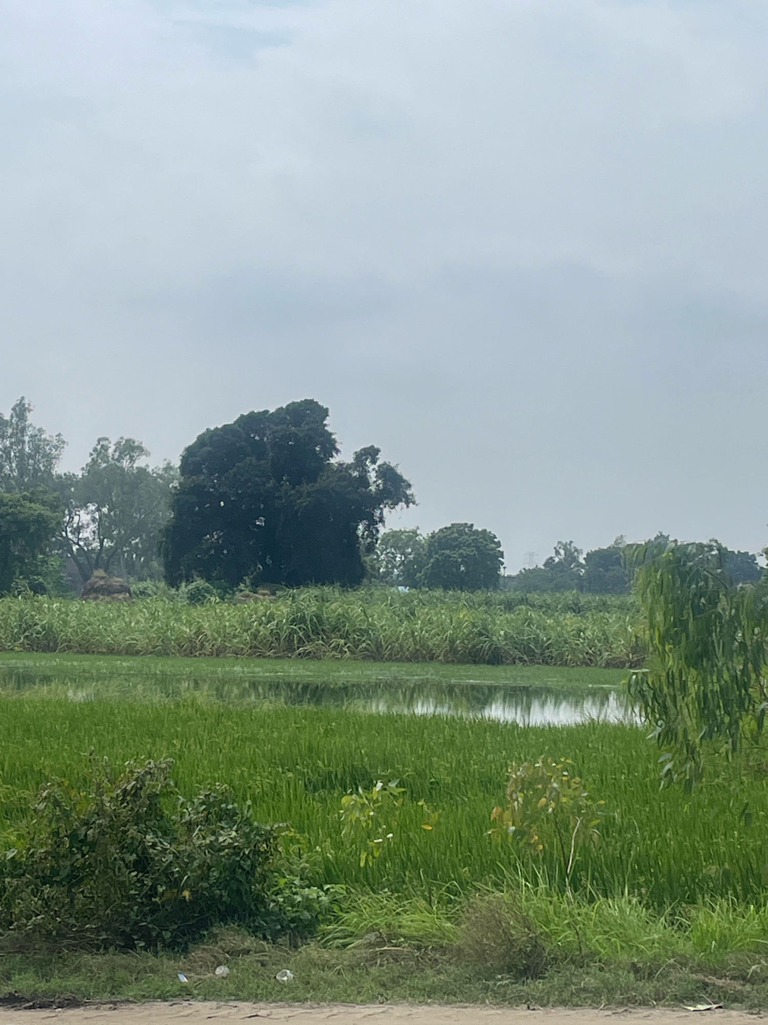 The image depicts a rural landscape under an overcast sky, characteristic of Rudrapur Elaquakaholiya, India. In the foreground, there is a dry, dusty path with some scattered litter, including two plastic bottles and a crumpled piece of paper. Beyond the path, lush green vegetation dominates, with dense grasses and bushes. Further back, a body of water, likely a flooded agricultural field, reflects the hazy sky and surrounding greenery. A line of tall, thin reeds or similar plants borders the water. Behind the water, a field of taller, light-green crops, possibly sugarcane, stretches across the mid-ground. Several trees of varying sizes and densities are visible in the background, with a particularly large, dark-leafed tree prominently featured to the left of center. A haystack or pile of agricultural material is visible behind the reeds and in front of the large tree. The overall impression is one of a serene, agricultural setting. There are no people or animals visible in the frame.