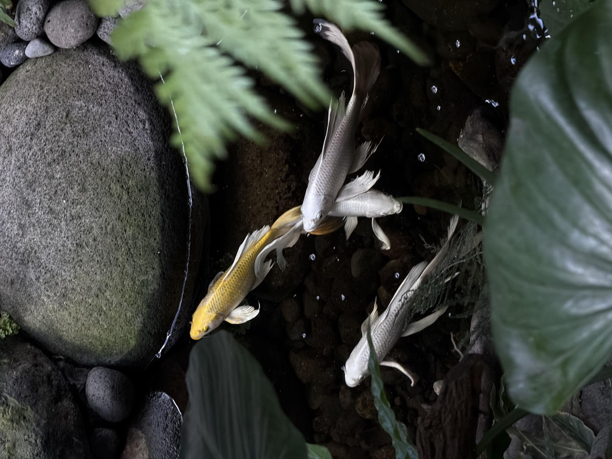 This media file depicts an aerial view of a koi pond in North Kuta, Indonesia. The subjects are three koi fish swimming in dark water filled with rocks and aquatic plants. One koi is a vibrant yellow, while the other two are a pale, silvery white. The fish are captured in motion, their fins trailing. Lush green foliage, including ferns and large leaves, surrounds the pond, partially obscuring the water's surface. The lighting suggests it is daytime, with shadows cast by the plants indicating a natural light source. The overall scene evokes a sense of tranquility and natural beauty, typical of a well-maintained garden pond. There is no visible text in the media file.