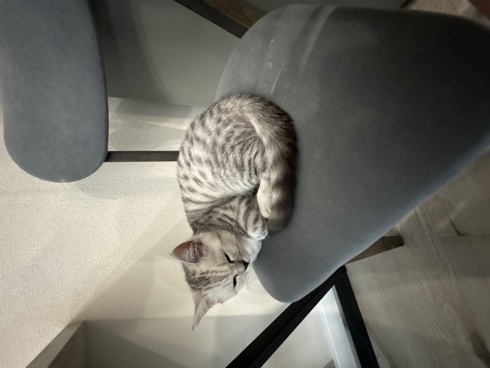 An overhead, slightly tilted shot captures a domestic cat resting peacefully on a gray upholstered chair in an indoor setting. The cat is a silver tabby, characterized by its light grey fur with prominent dark grey stripes and spots, which are visible across its back, tail, and head. It is curled up comfortably on the chair's seat, with its head tucked down and eyes appearing to be closed or semi-closed, indicating sleep or deep rest.
The chair itself has a soft, rounded gray seat, and a portion of a similar chair or stool is visible on the left side of the frame. Below the main chair, a dark, angular metal frame or leg structure is discernible. The background features a light-colored, textured wall, and a light-toned wood or laminate floor is visible in the bottom right corner. Subtle shadows are cast on the wall, suggesting indoor lighting conditions. The overall atmosphere conveyed is one of quietude and domestic comfort. There is no visible text in the image. This scene is situated in Izhevsk, Russia.