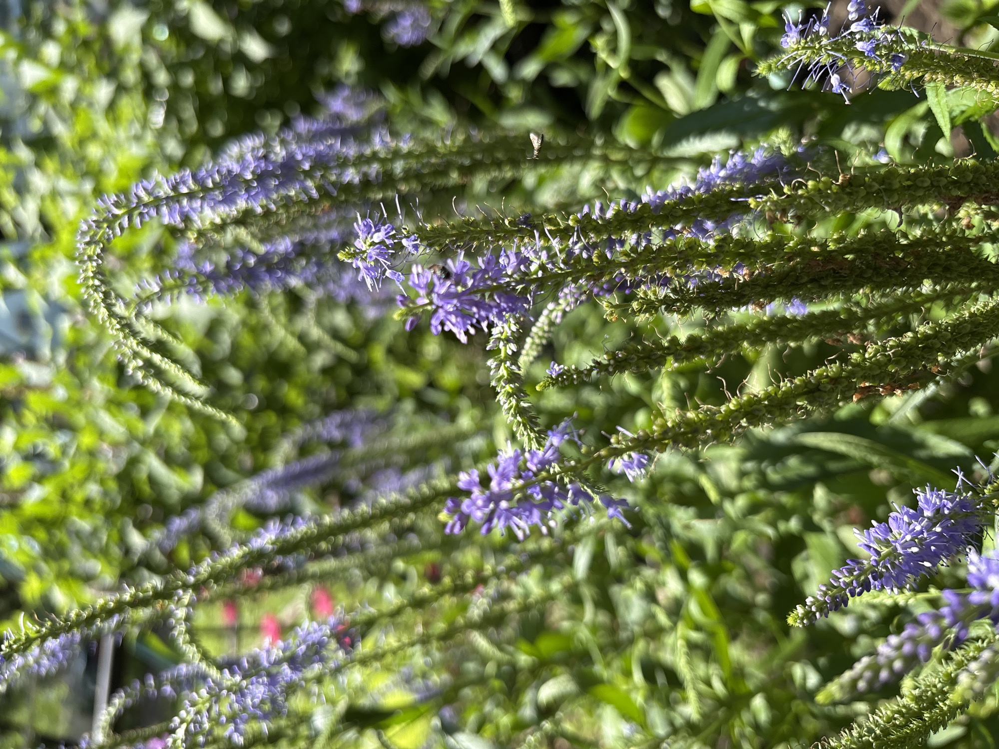 The image depicts a close-up view of several flowering plants with slender spikes of small purple blossoms. The flowers are clustered along upright stems, some of which are arching. The background consists of lush green foliage, out of focus, creating a soft bokeh effect. Sunlight filters through the leaves, highlighting the textures of the plants. In the mid-ground, some small, indistinct pink flowers are visible among the greenery. The scene appears to be an outdoor garden setting, likely in Blagoveshchensk, Russia, given the context. There are no people visible in the image. A small, light-colored insect, possibly a moth or small fly, is captured in mid-flight on the right side of the image, near a flowering spike. The overall impression is one of natural beauty and a focus on the delicate details of the flora.