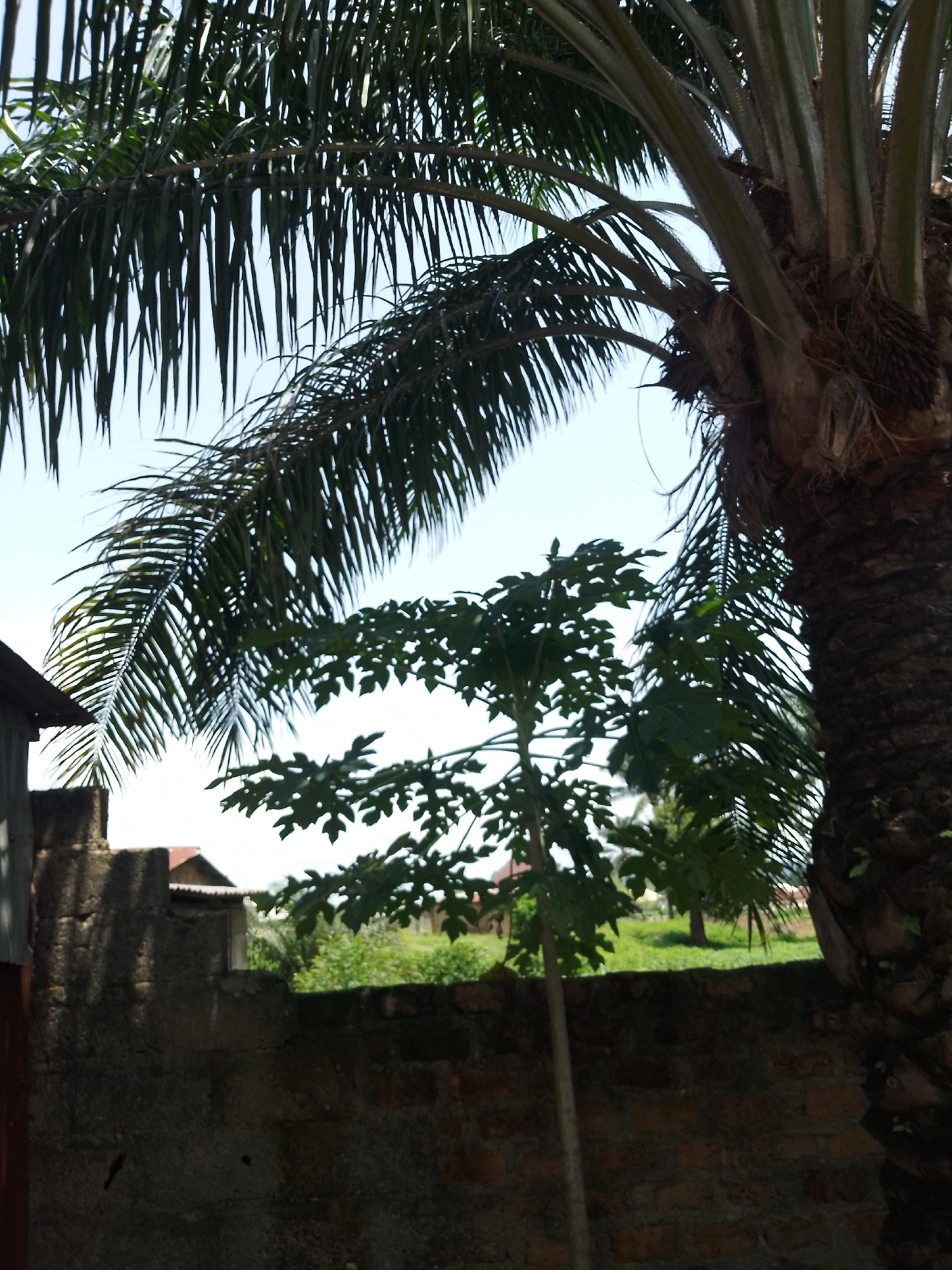 The image shows an outdoor scene, likely in a rural or semi-urban setting in Serti, Nigeria. Dominating the frame is a large palm tree on the right, with its textured, brown trunk and fronds extending across the top of the image. To the left of the palm tree, a smaller papaya tree with vibrant green, lobed leaves is visible. In the background, a brick wall runs horizontally across the lower half of the image. Behind the wall, there is lush green vegetation and what appear to be the rooftops of buildings. The sky is clear and bright blue. The lighting suggests it is daytime. There are no people or animals visible in the image. The overall impression is one of a lush, tropical environment.