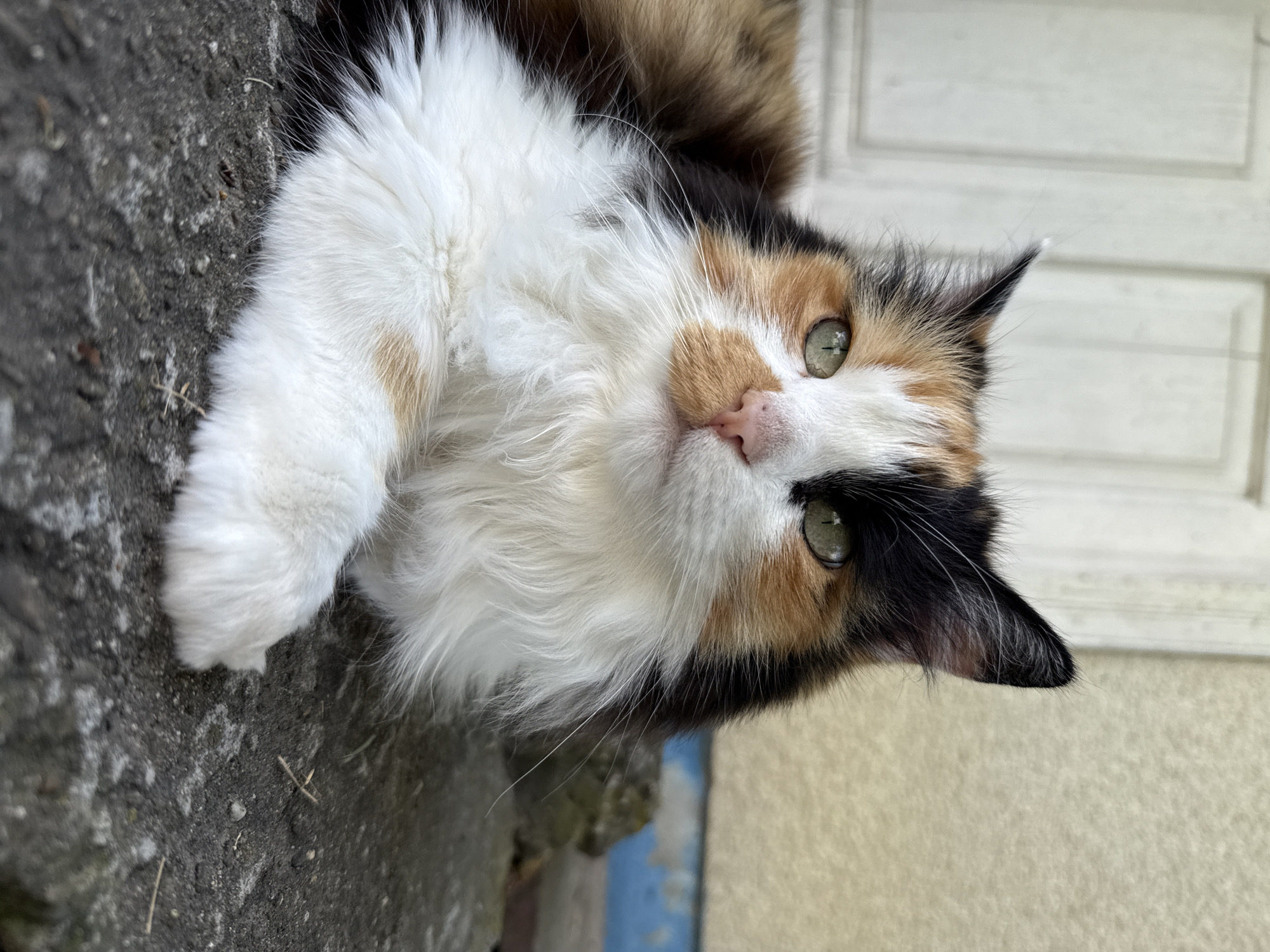 A calico cat with green eyes and a fluffy white chest is lying down on a textured gray surface. The cat's fur is a mix of black, orange, and white. Behind the cat, a light-colored door with vertical panels is visible, and to the right, a textured yellow wall with a blue-painted lower section. The scene appears to be outdoors, possibly on a porch or patio.