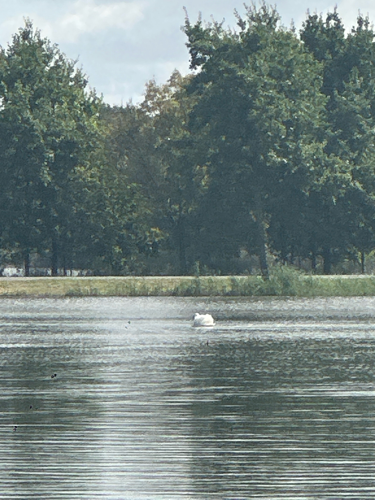 A white swan is swimming in a body of water. The water has ripples and reflections of the sky and trees. In the background, there is a line of trees with dense green foliage. Above the trees, the sky is cloudy. There is a grassy bank between the water and the trees. The scene appears to be a natural environment.