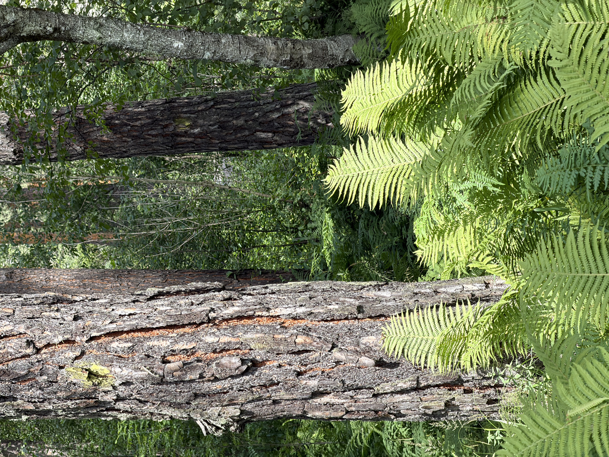 This image depicts a forest scene in the city of Askat, Russia. The foreground is dominated by lush green ferns, their fronds catching the sunlight and casting shadows. Behind the ferns, the textured bark of several trees is visible. The prominent tree on the left has rough, dark bark with orange-red streaks and a patch of yellow-green lichen. To its right, another tree trunk is darker and appears to be closer to the background. Further back, the forest floor is covered with more ferns and dense foliage, with dappled sunlight filtering through the canopy. The overall impression is one of a natural, verdant woodland environment. There are no people or animals visible in the image.