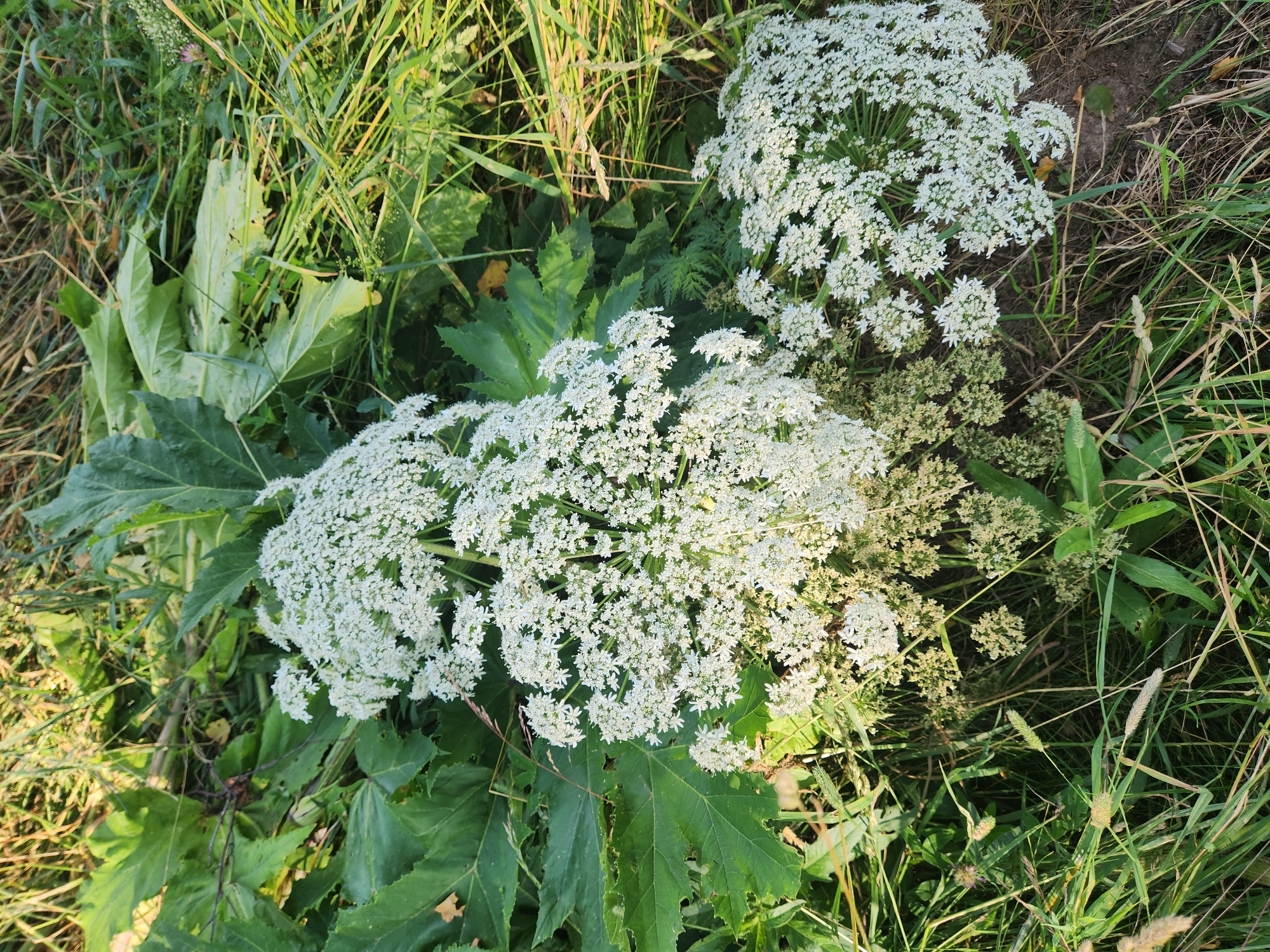 The image shows a close-up of several large, white, umbrella-shaped flower clusters, likely Hogweed, growing in a natural setting. The flowers are densely packed with small, delicate white petals. Surrounding the flowers are large, dark green leaves with serrated edges, also characteristic of Hogweed. The scene is set amongst tall, dry grass and other green foliage, suggesting an outdoor environment. The lighting indicates it is daytime, with the sun casting shadows and highlighting the textures of the plants. The image appears to be taken at ground level, looking down into the vegetation. No people or animals are visible in the frame. The location is identified as Yudino, Russia.