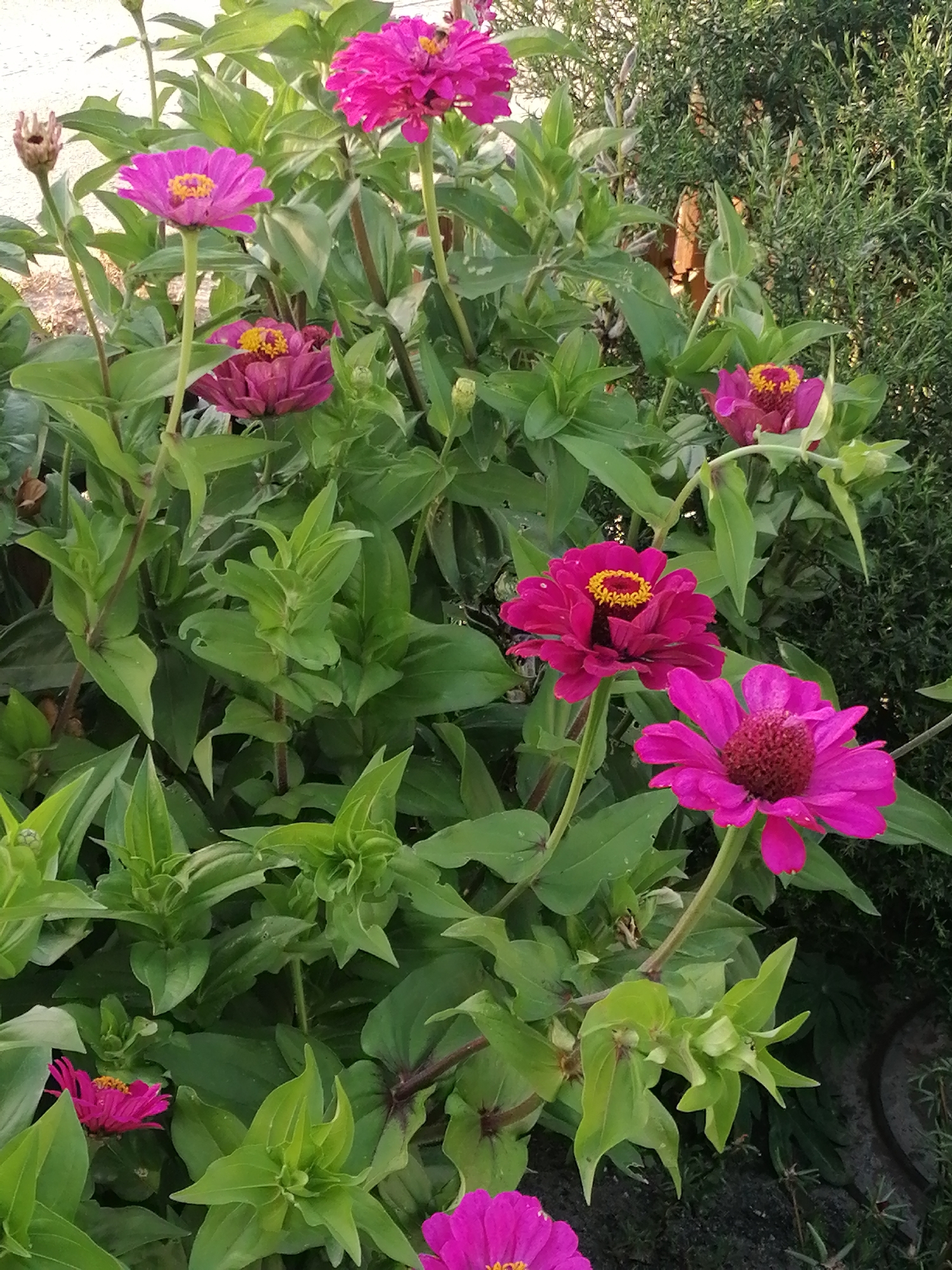 In Shadrinsk, Russia, a cluster of vibrant pink and magenta zinnias blooms against a backdrop of lush green foliage and a distant blurred green shrub. The flowers, with their layered petals and yellow centers, are the primary focus, displaying varying stages of bloom. Some are fully open, showcasing their intricate textures, while others are buds or in the process of wilting. The lighting suggests it is daytime, with natural light illuminating the scene. The overall impression is one of a flourishing garden in an outdoor setting.