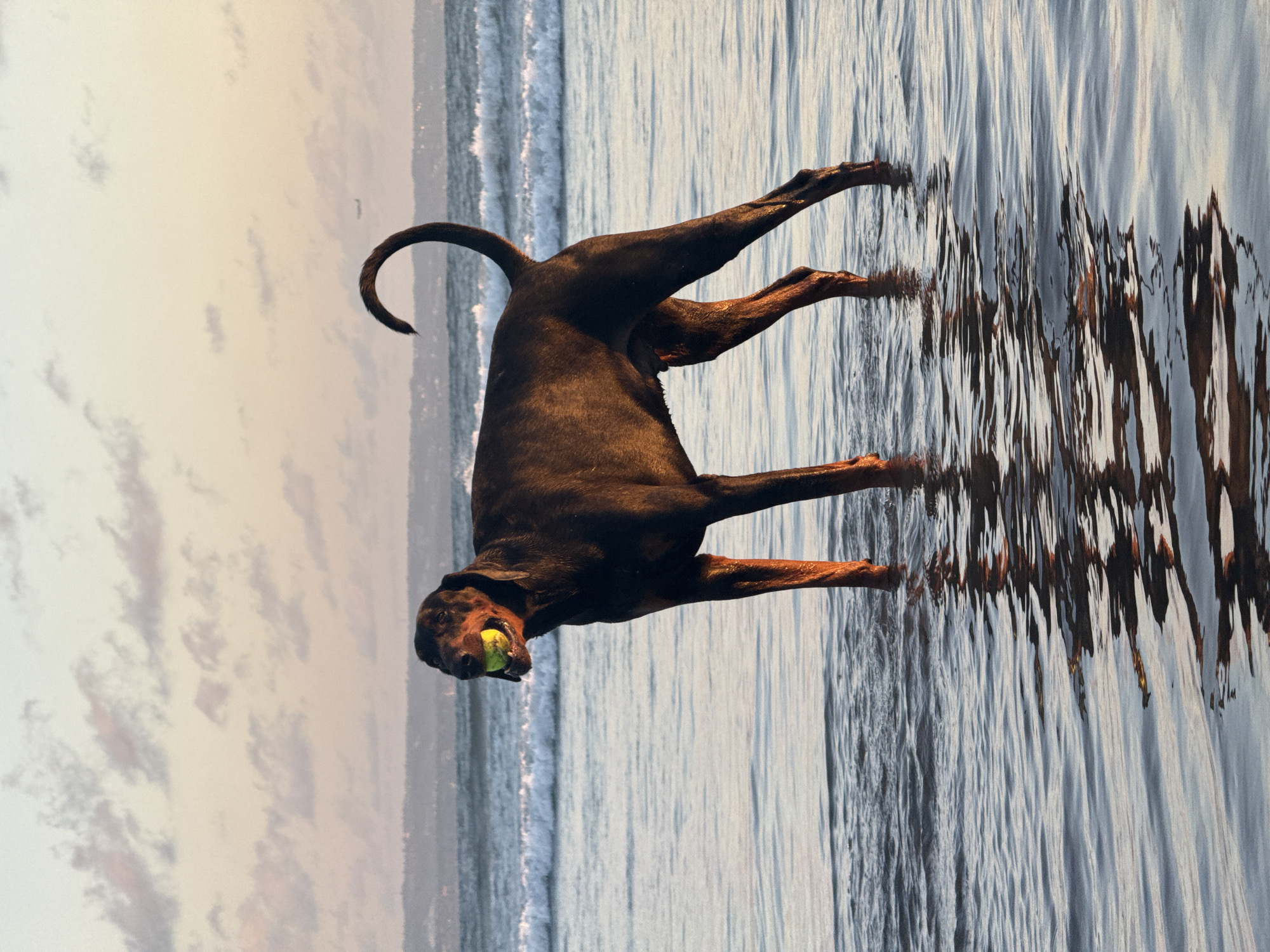 A brown dog is standing in shallow water on a beach, holding a yellow tennis ball in its mouth. The water is reflecting the dog's legs, creating a distorted image. The sky is visible in the background with clouds, and waves are breaking on the beach. The image appears to be taken in North Kuta, Indonesia.
