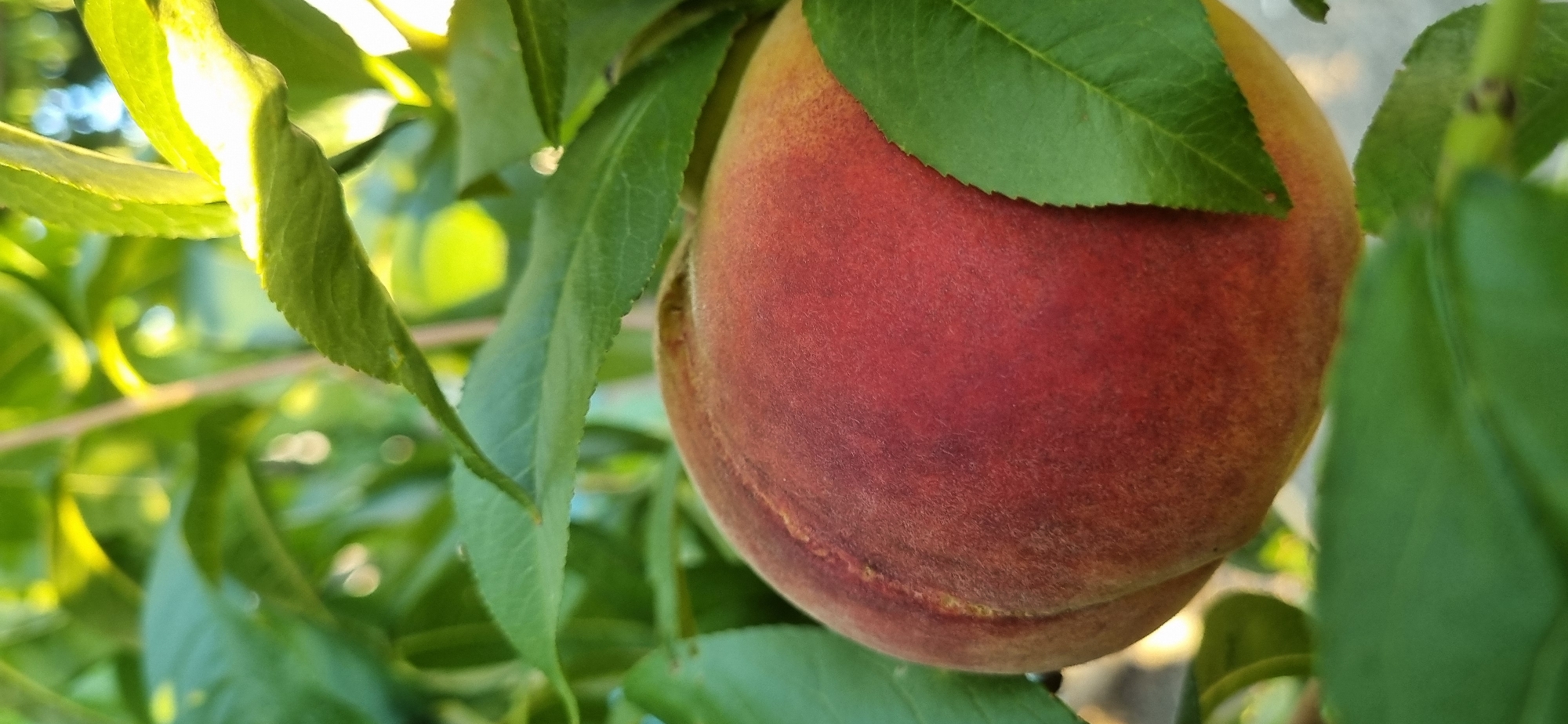 A close-up, vertical shot shows a ripe peach hanging from a tree branch. The peach is prominently displayed in the center of the frame, with its red and yellow skin dusted with a fine fuzz. It is surrounded by vibrant green leaves, some of which cast soft shadows on the fruit. Sunlight filters through the foliage, creating a dappled effect and highlighting the textures of both the peach and the leaves. The background is blurred, suggesting a shallow depth of field that keeps the focus on the peach. The scene is a natural setting, likely an orchard or garden, given the presence of fruit-bearing trees and lush greenery. Based on the metadata, this image was captured on June 14, 2023, in Blizhnee, Ukraine.