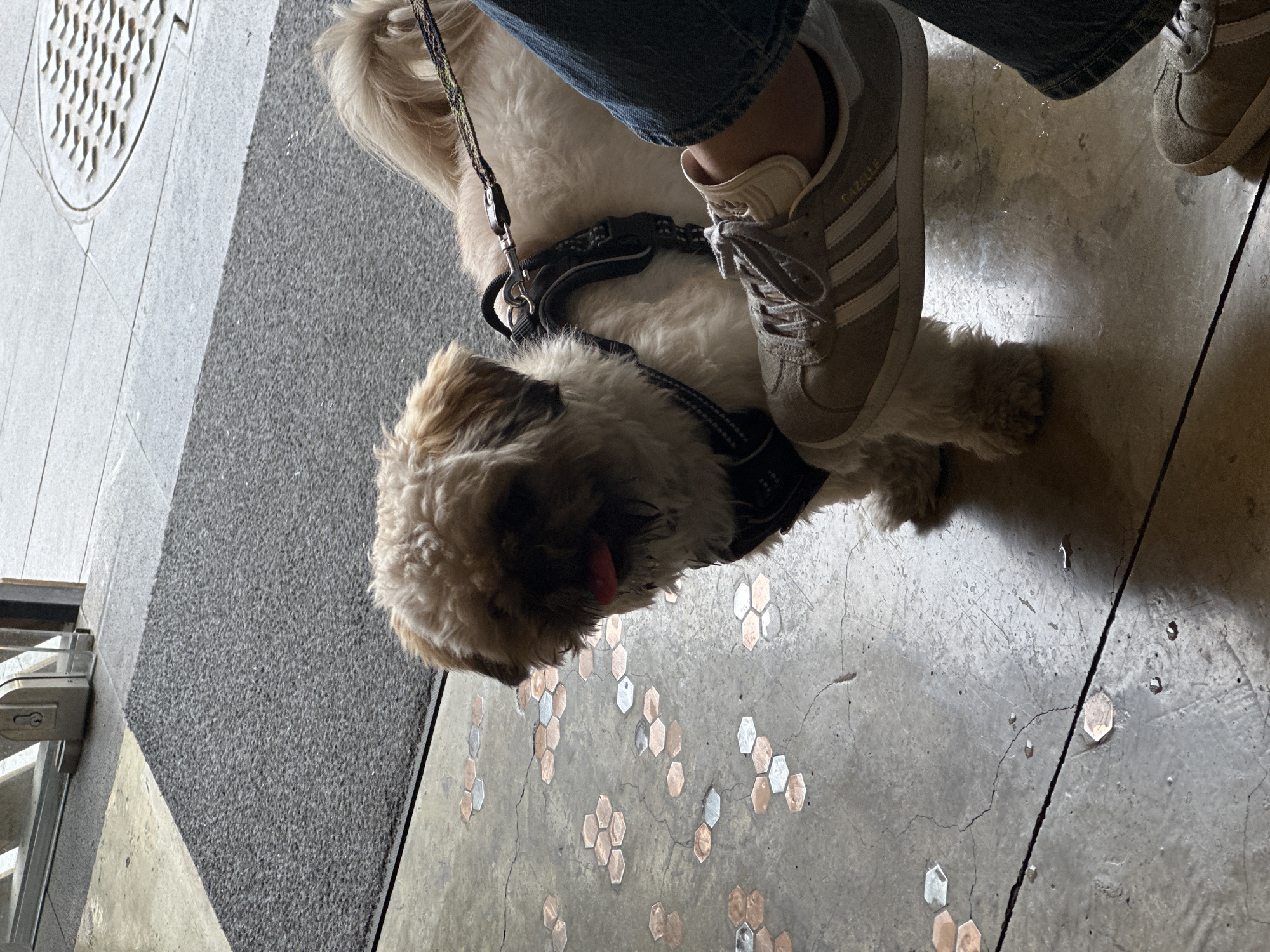 A medium shot shows a small Shih Tzu-type dog, on a leash and wearing a black harness, standing between a person’s legs, with the person’s left foot nearly on the dog. The person wears blue jeans and gray Adidas Gazelle sneakers. The scene takes place on a concrete floor decorated with hexagonal metal inlays, in patterns of single inlays and flowers formed of groups of inlays. The floor has a network of cracks. To the left of the concrete floor is a gray carpeted area adjacent to the exterior of a building. The location is indicated by the "16 Poniente" in Puebla, Mexico.