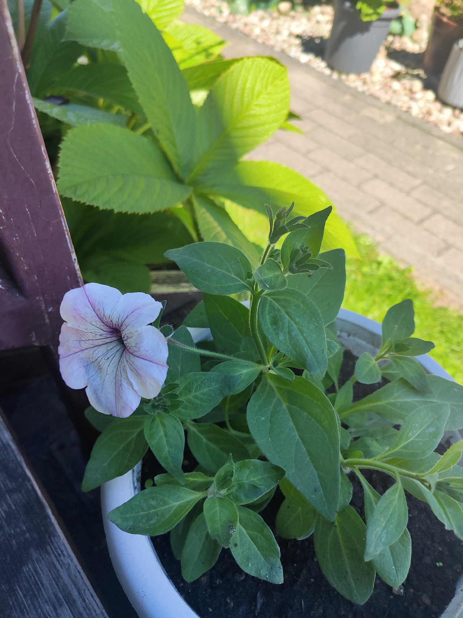 A close-up, eye-level shot showcases a single, pale pink petunia bloom with dark purple veining, set against a backdrop of lush green foliage and the blurred texture of a brick pathway. The petunia is positioned within a white pot filled with dark soil, resting on a wooden surface to the left. In the background, several other potted plants are visible, including large green leaves and grey and white planters. The scene appears to be outdoors, in a garden or patio area, possibly in Gvardeysk, Russia, given the architectural style and flora. The lighting suggests a sunny day, casting subtle shadows and highlighting the textures of the leaves and petals. No people are present in the image.