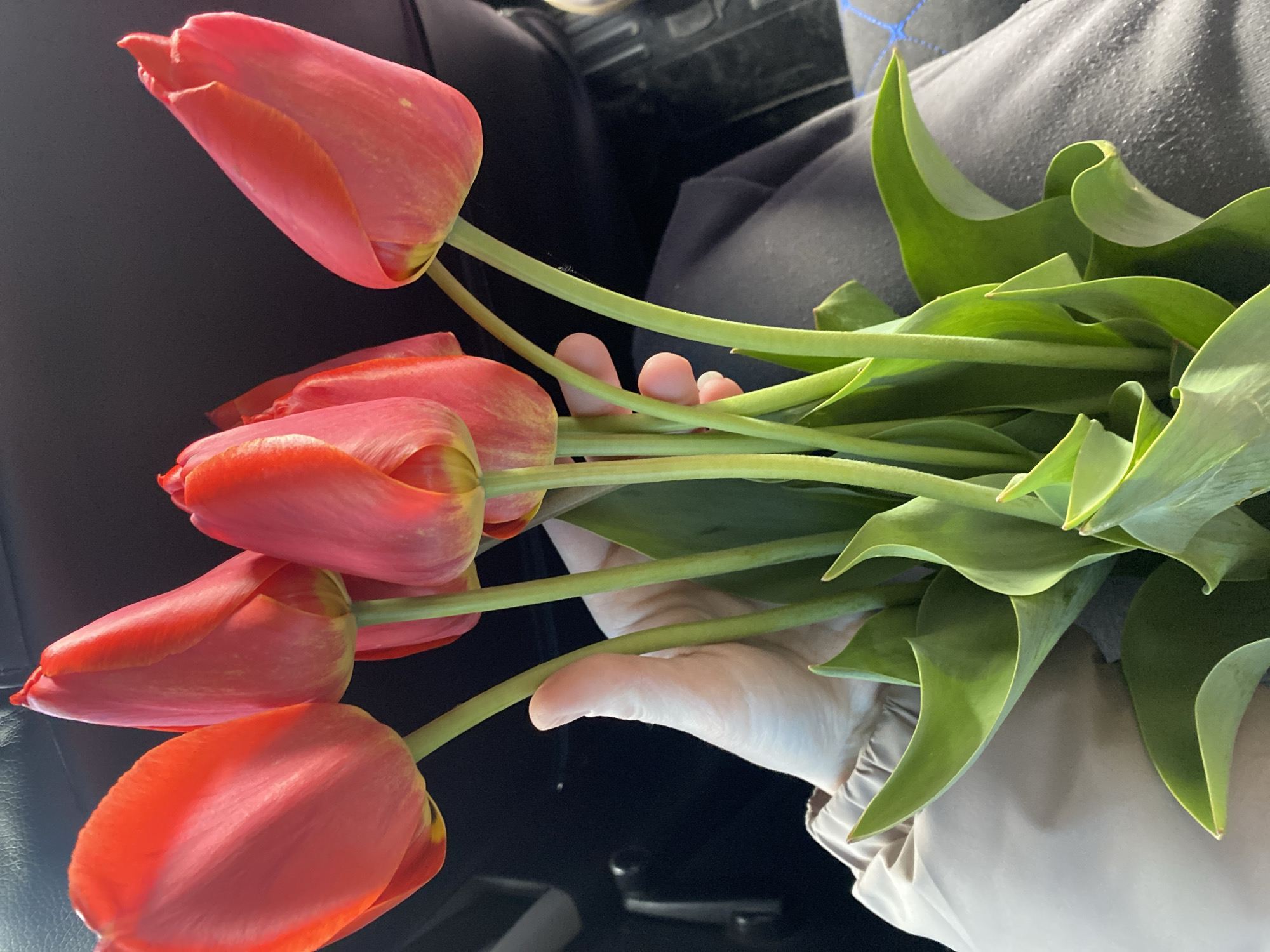 The image shows a hand holding a bouquet of red tulips with green stems and leaves. The tulips are in various stages of opening. The background is blurred and appears to be inside a car, with the interior visible. The location is unknown; there is no clear indication of the city of Chaikovsky, Russia.