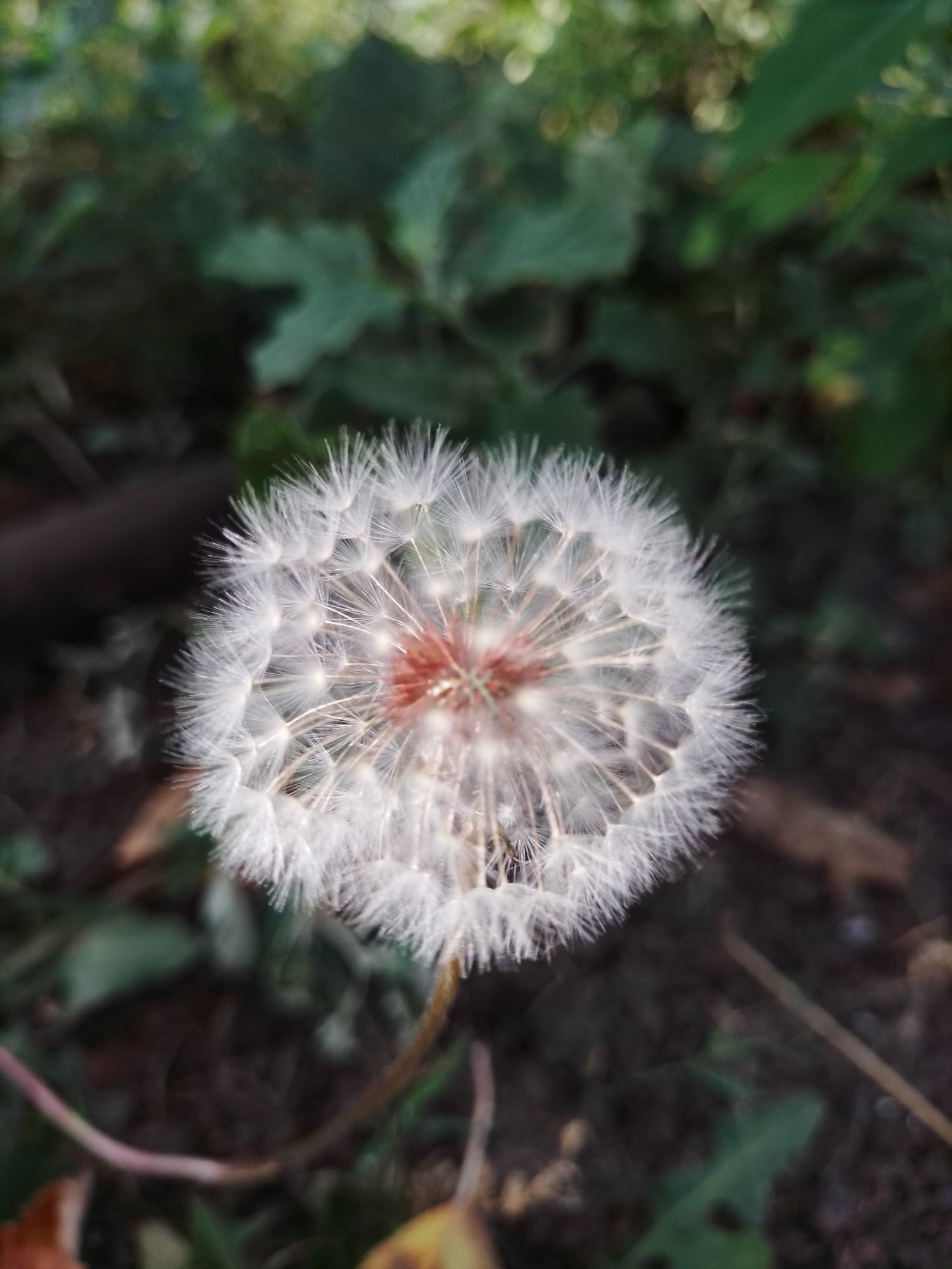 A close-up, eye-level shot focuses on a fluffy dandelion seed head in Ustyvytsia, Ukraine. The dandelion is centered in the frame, its white, feathery seeds radiating outwards from a reddish-brown center. The background is softly blurred, with dark soil and green foliage visible. The overall impression is one of natural detail and gentle decay, with hints of autumn in the muted colors.