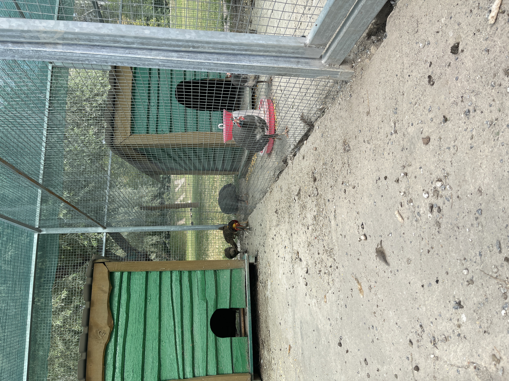 The image depicts an outdoor enclosure for birds, likely at a zoo or aviary, in Poltava, Ukraine. The enclosure features two green wooden birdhouses with arched entrances and a wire mesh roof and walls. Several birds are visible within the enclosure. In the foreground, a bird with black and white speckled plumage and a red wattle is standing near a red feeder. Further back, another speckled bird is visible. To the left, a few smaller birds with darker plumage are gathered near another green birdhouse. The ground is covered with concrete and small pebbles. Trees and foliage are visible in the background, beyond the enclosure.