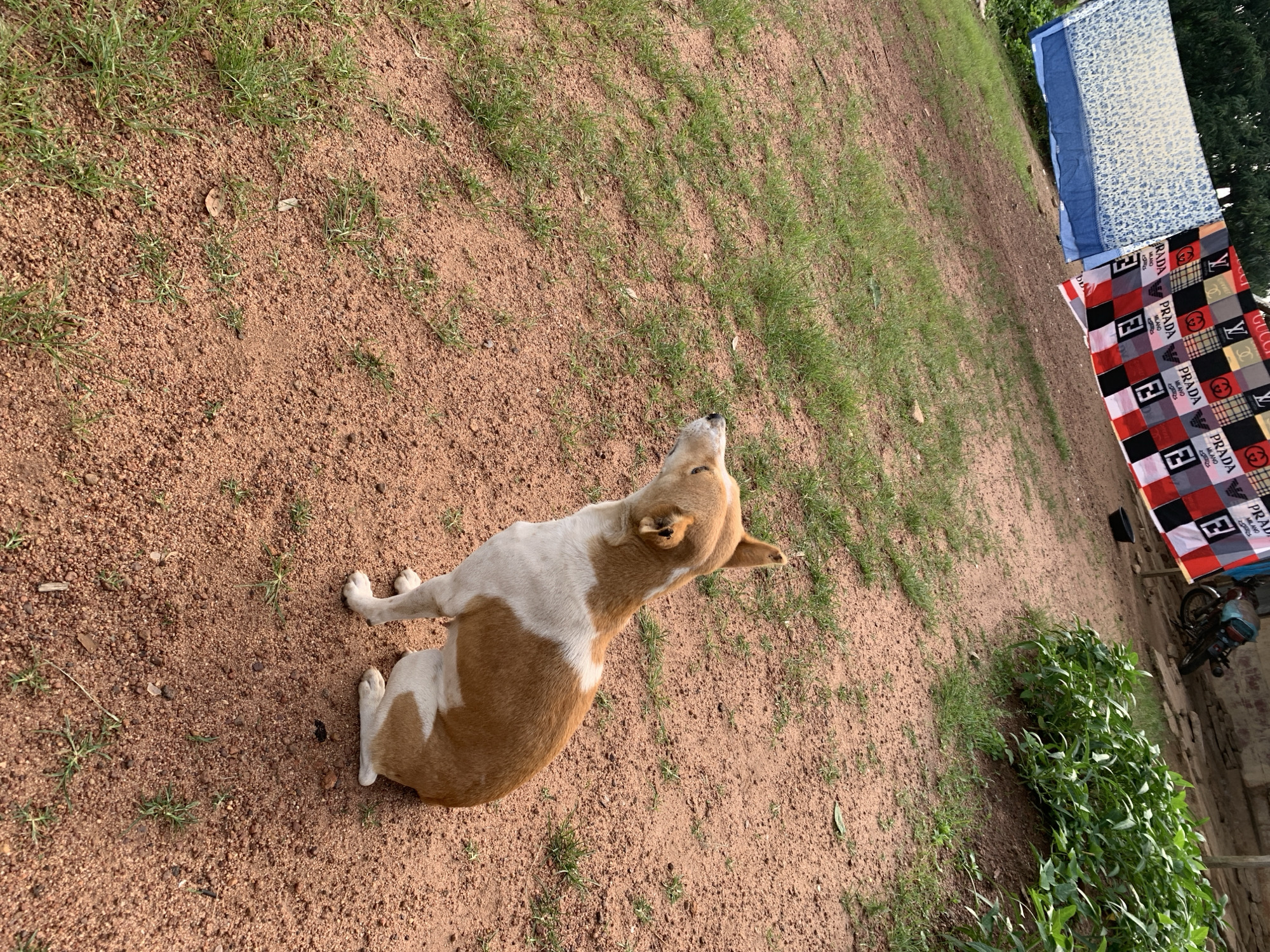 In Kuru Karama, Nigeria, a brown and white dog sits on reddish-brown dirt in an outdoor area. The dog is facing away from the camera, looking upwards and to its left. Behind the dog, several items are hanging on a line, including a large patterned cloth with various brand logos such as "GUCCI" and "PRADA MILANO." To the far left, a blue and white patterned fabric is also hanging. Further back, a motorcycle is visible, leaning against a building constructed of brick and corrugated metal. To the right of the motorcycle and behind the hanging cloths, a dense patch of green plants grows. The ground is a mixture of dirt and sparse green grass.