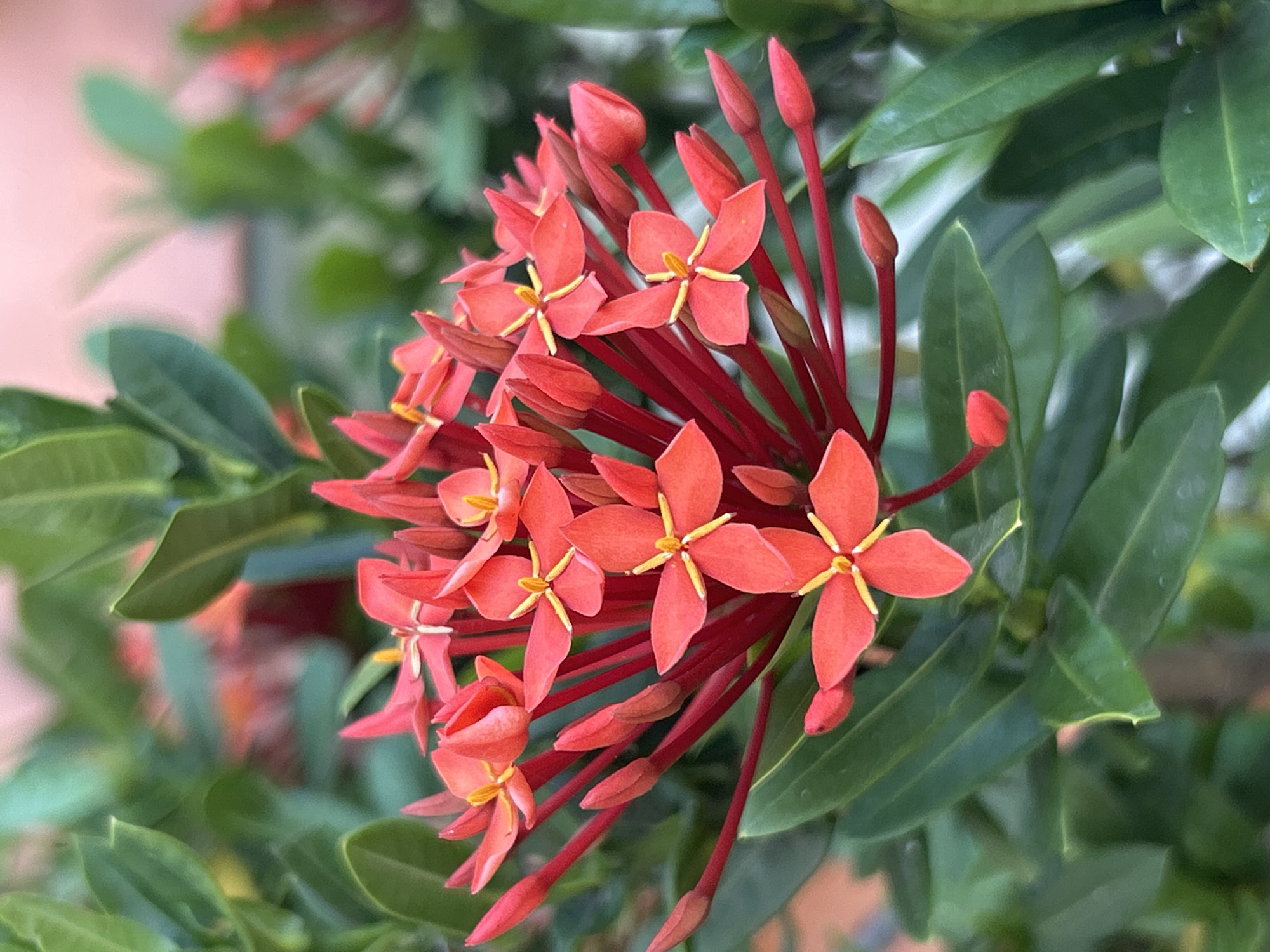 The image features a cluster of vibrant red Ixora flowers with yellow centers, surrounded by lush green leaves. The flowers are in various stages of bloom, with some still in bud form. The background is slightly blurred, suggesting a natural outdoor setting. While the image does not explicitly indicate the location as Lhokseumawe, Indonesia, the presence of Ixora, a common tropical plant, is consistent with that region. There are no people present in the scene.