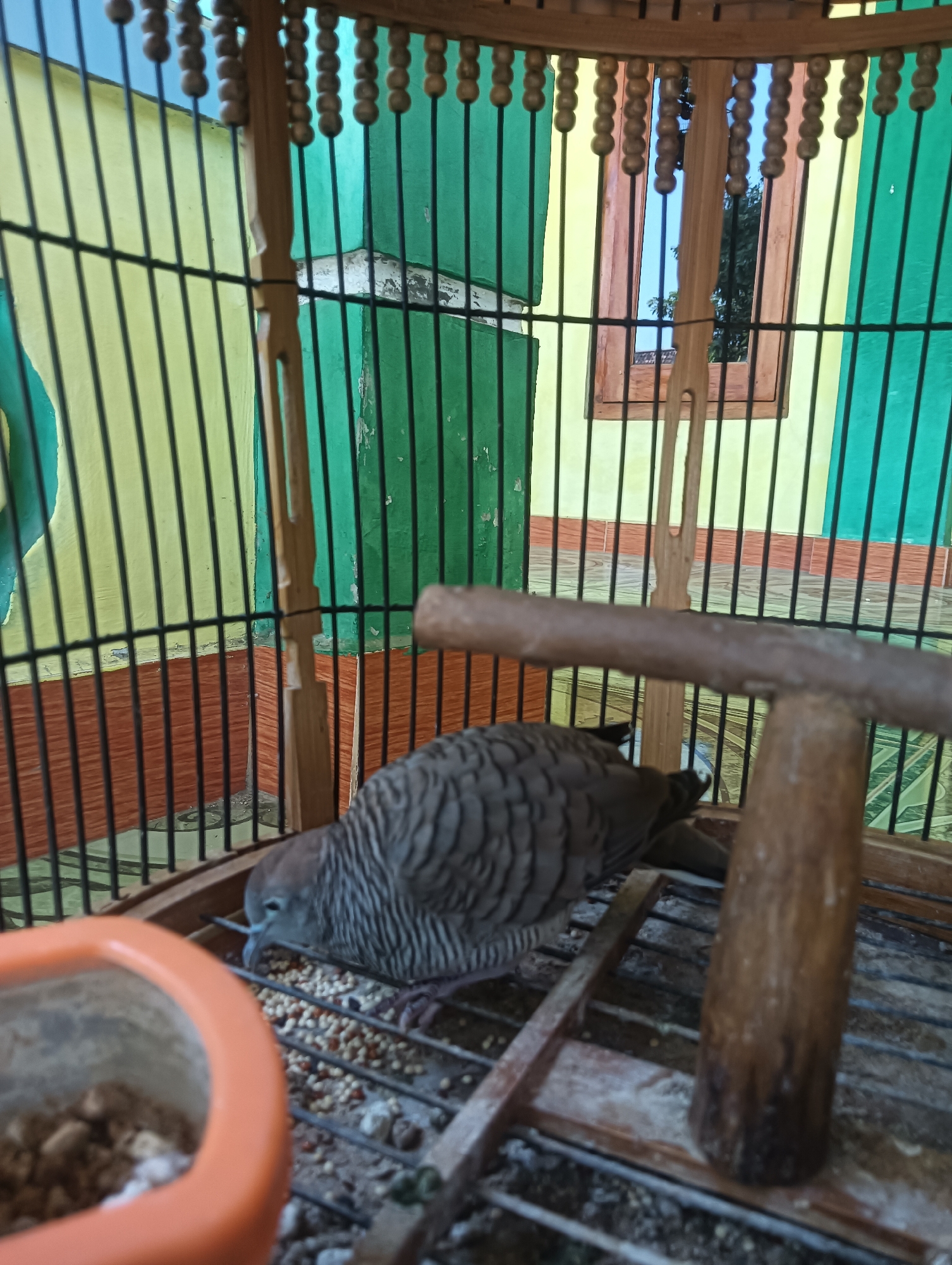 In the city of Tanggan, Indonesia, a dove is captured in a wooden birdcage. The cage features thin, vertical black bars and horizontal wooden slats. The dove, with its gray and white striped plumage, is resting on the cage's slatted floor amidst a scattering of birdseed. In the foreground, a bright orange bird feeder, filled with food, is partially visible. The background consists of a wall painted in alternating vertical stripes of yellow and green, with a wooden-framed window reflecting a sky and trees. The overall scene depicts a common household pet within its enclosure.