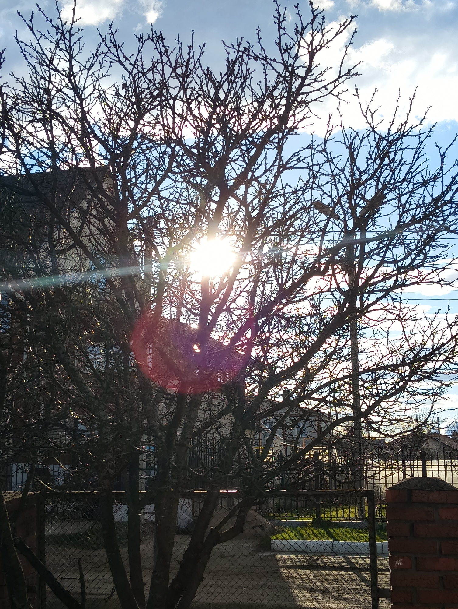A vertical photograph captures a vibrant back-lit scene centered around a large, leafless deciduous tree, likely in Chaikovsky, Russia. The tree's dense network of bare, dark branches forms a prominent silhouette, dominating the foreground and midground. The sun, positioned behind the tree in the upper-right quadrant, bursts through the branches with a strong starburst effect, illuminating the scene. Notable lens flares are visible, including a long, horizontal rainbow-colored streak extending to the left and a circular red/purple flare beneath the sun.
The sky behind the tree is bright, featuring patches of clear blue interspersed with scattered white clouds. Glimpses of residential buildings and structures with roofs and walls can be seen through the tree's branches in the background. In the lower midground, a dark metal fence or gate is visible, with a brick pillar on the far right and a chain-link fence partially visible on the left. Beyond the fences, patches of green grass suggest a yard or garden. A paved area, possibly a sidewalk or driveway, occupies the lower-left foreground, partially cast in shadow by the tree.
No specific activity or event is taking place, presenting a static landscape. The strong backlighting and low angle of the sun suggest either early morning or late afternoon. The bare branches of the tree indicate a winter or early spring setting in a temperate climate. There is no visible text in the image.
