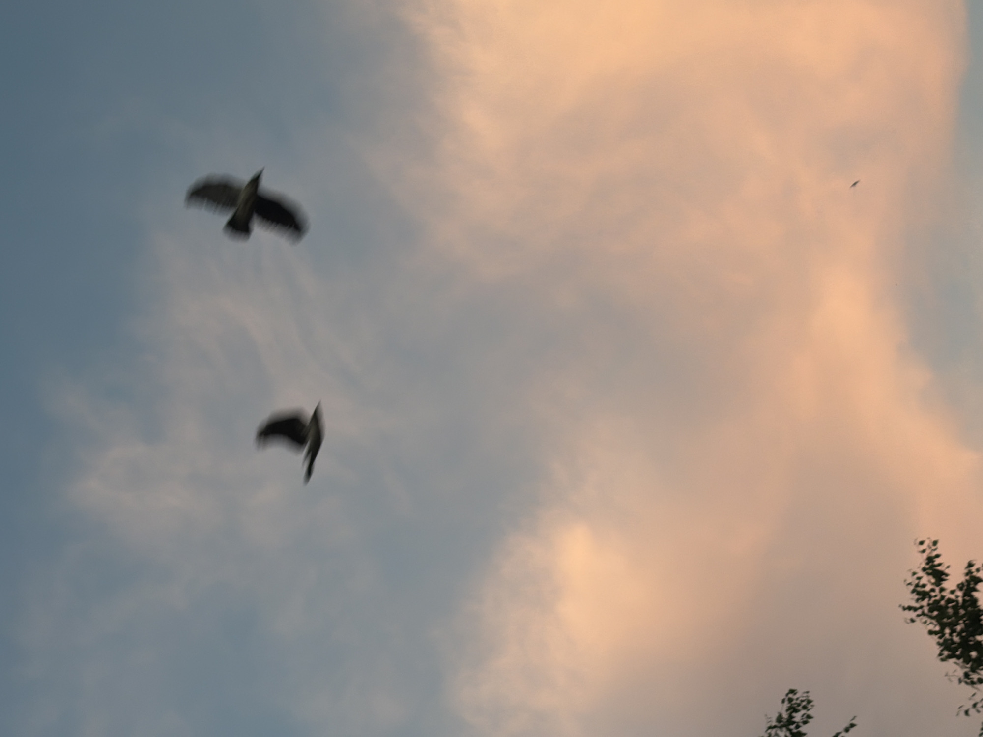 Two birds are captured in flight against a sky painted with soft hues of blue and orange. The bird on the right is in mid-flight with its wings outstretched and pointed downwards, appearing larger and more defined than the one on the left, which is positioned slightly lower and further to the left. The bird on the left is also in flight, with its wings spread wide, though it is more blurred. The sky is partly cloudy, with patches of soft orange clouds mingling with the blue. In the lower left corner of the image, the dark branches of a tree with green leaves are visible, reaching into the frame. The scene suggests an outdoor setting, likely during dusk or dawn, in the city of Solikamsk, Russia.