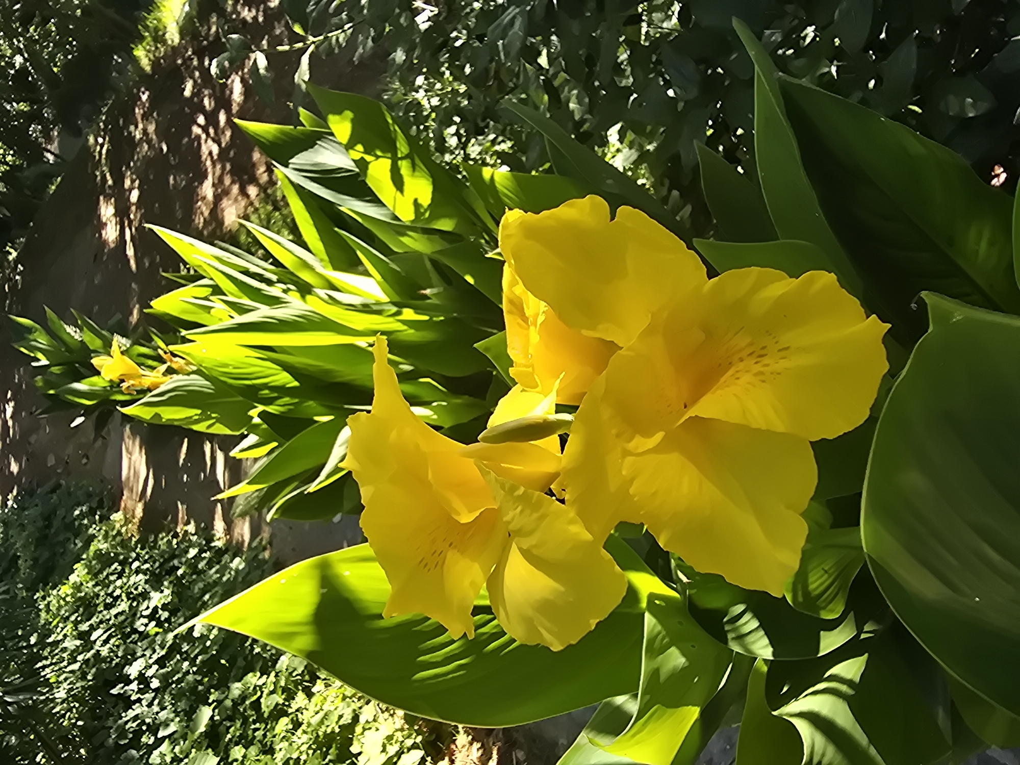 This media file shows a close-up view of bright yellow Canna lilies in full bloom. The flowers are the central focus, with their large, vibrant petals illuminated by sunlight. They are surrounded by lush, green foliage, including large, broad leaves characteristic of Canna lilies. The leaves are glossy and appear healthy, with some catching the sunlight and casting shadows.
In the background, there's a hint of the setting. A dappled shadow pattern suggests sunlight filtering through trees or other overhead foliage, indicating an outdoor location. A textured, earthy ground area is visible to the left, possibly soil or a path, with some smaller, green leafy plants in the lower left quadrant. The overall impression is a sunny day in a garden or natural setting.
The lighting suggests it is daytime, likely morning or afternoon, given the strong, direct sunlight creating highlights and shadows. The abundance of blooming flowers and vibrant green leaves implies a warm season, possibly spring or summer. There are no people or text visible in the image. The scene evokes a feeling of natural beauty and tranquility.