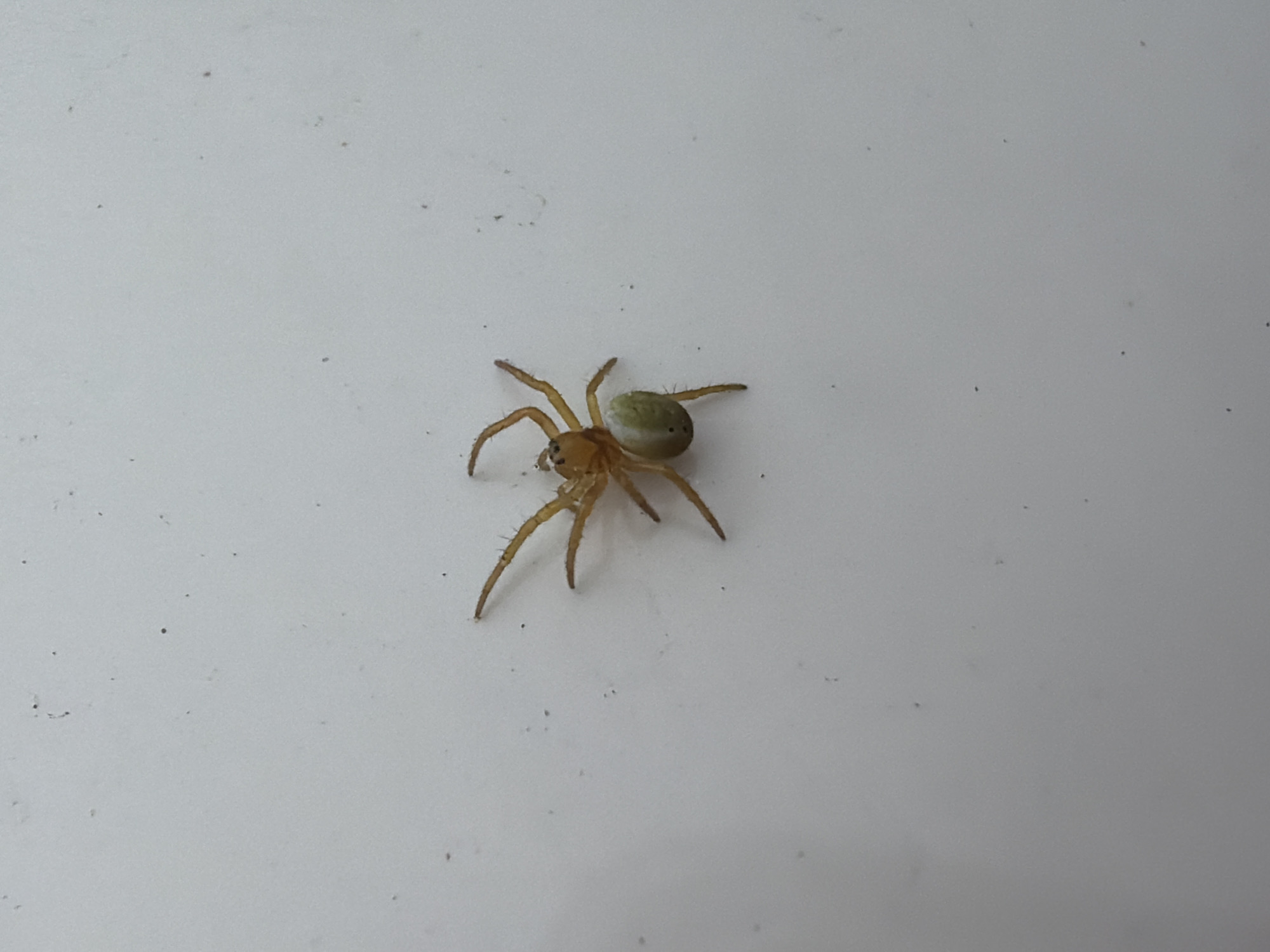 A small, pale green spider with yellowish-brown legs rests on a light gray or white, seemingly smooth surface. The spider is positioned near the center of the image. The background is featureless, suggesting a man-made surface indoors. There is no information to suggest that the location is in the city of Saint Petersburg, Russia.