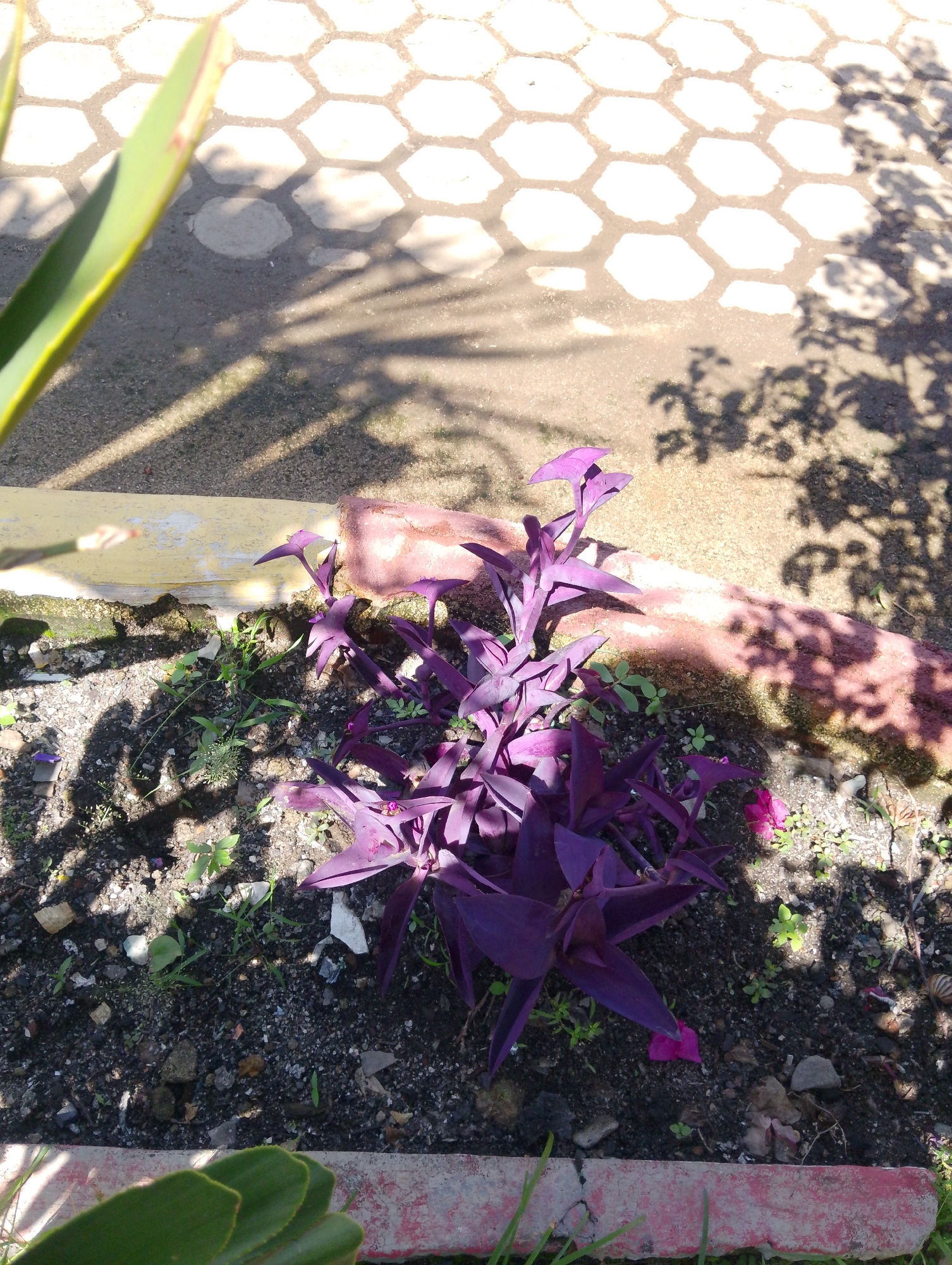A purple ornamental plant with pointed leaves is growing in a garden bed. The ground is covered with dark soil, small stones, and some scattered green weeds. In the background, a light-colored concrete pathway with hexagonal patterns is visible, casting shadows from nearby foliage. A yellow-painted border separates the garden bed from the pathway. The scene appears to be outdoors, likely in a residential or public area within the city of Serbelawan, Indonesia, given the bright sunlight and typical paving materials. No people are present in the image.