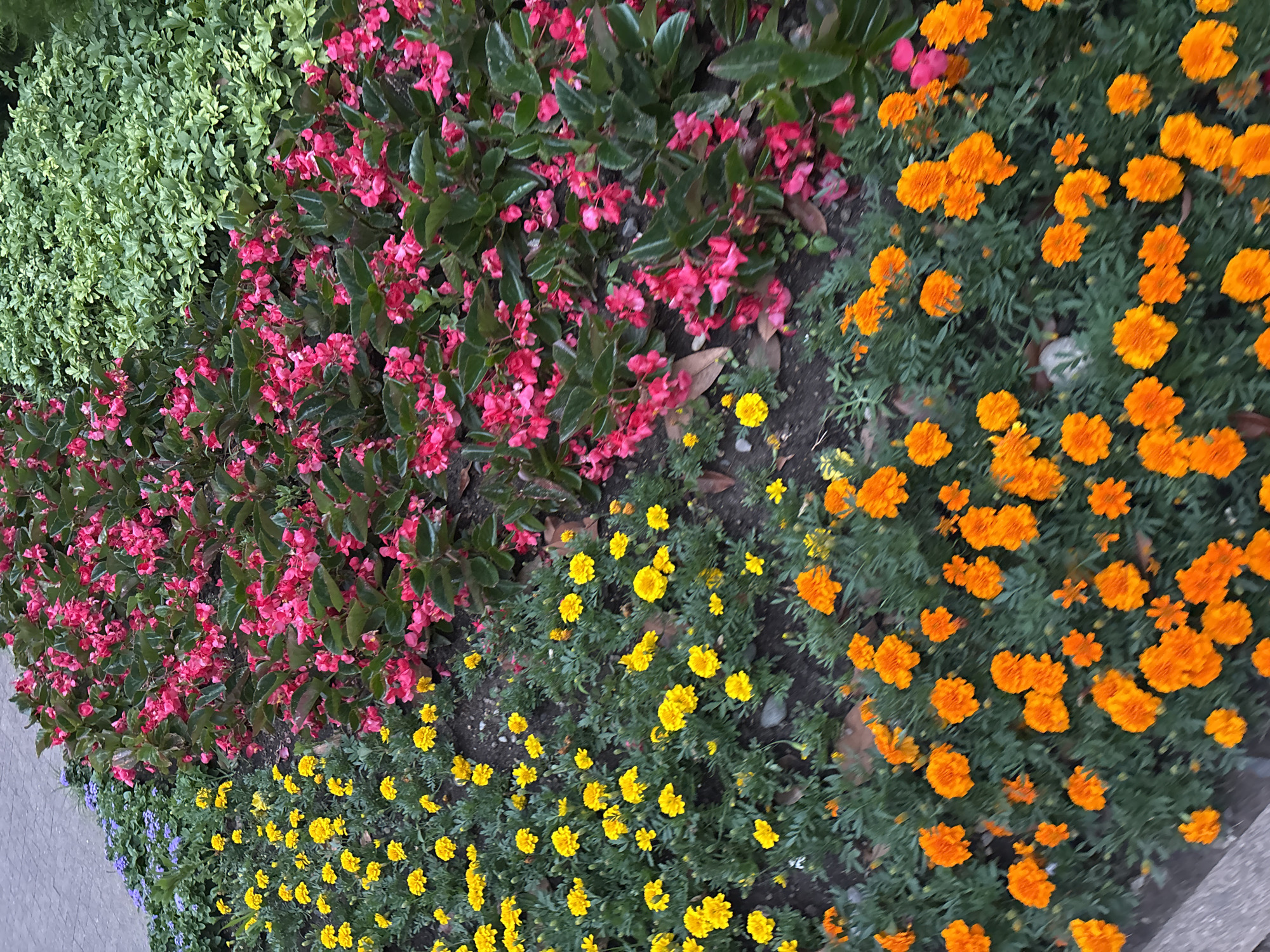 The image displays a vibrant flower bed in Sochi, Russia, featuring a diverse array of blooming flowers arranged in distinct horizontal bands. The uppermost band, on the left, consists of small purple flowers, followed by a band of bright yellow marigolds. Adjacent to the yellow flowers is a dense planting of deep pink begonia-like flowers. To the right of the pink flowers, a lush expanse of dark green foliage forms the background, creating a rich contrast. The lower portion of the image reveals another band of vivid orange marigolds, interspersed with some of the yellow marigolds from the row above. The flowers are planted in dark soil, with occasional fallen leaves scattered on the ground. The overall scene suggests a well-maintained public garden or park. There are no people or animals visible in the image. The perspective is from a slightly elevated angle looking down into the flower bed.