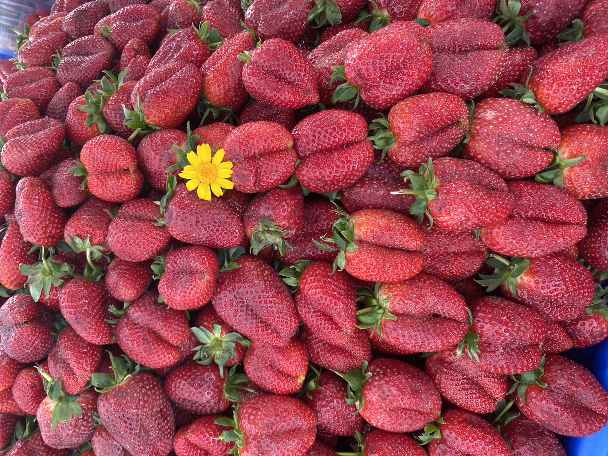 The image depicts a densely packed collection of ripe, red strawberries with green stems. Interspersed among the strawberries is a single yellow flower. The scene appears to be a display or vendor's stall, based on the grouping and presentation of the strawberries. The presence of the single flower suggests a decorative touch or perhaps a natural element mixed in with the produce. While the location is not explicitly visible, it is stated that the picture was taken in Alanya, Turkey.