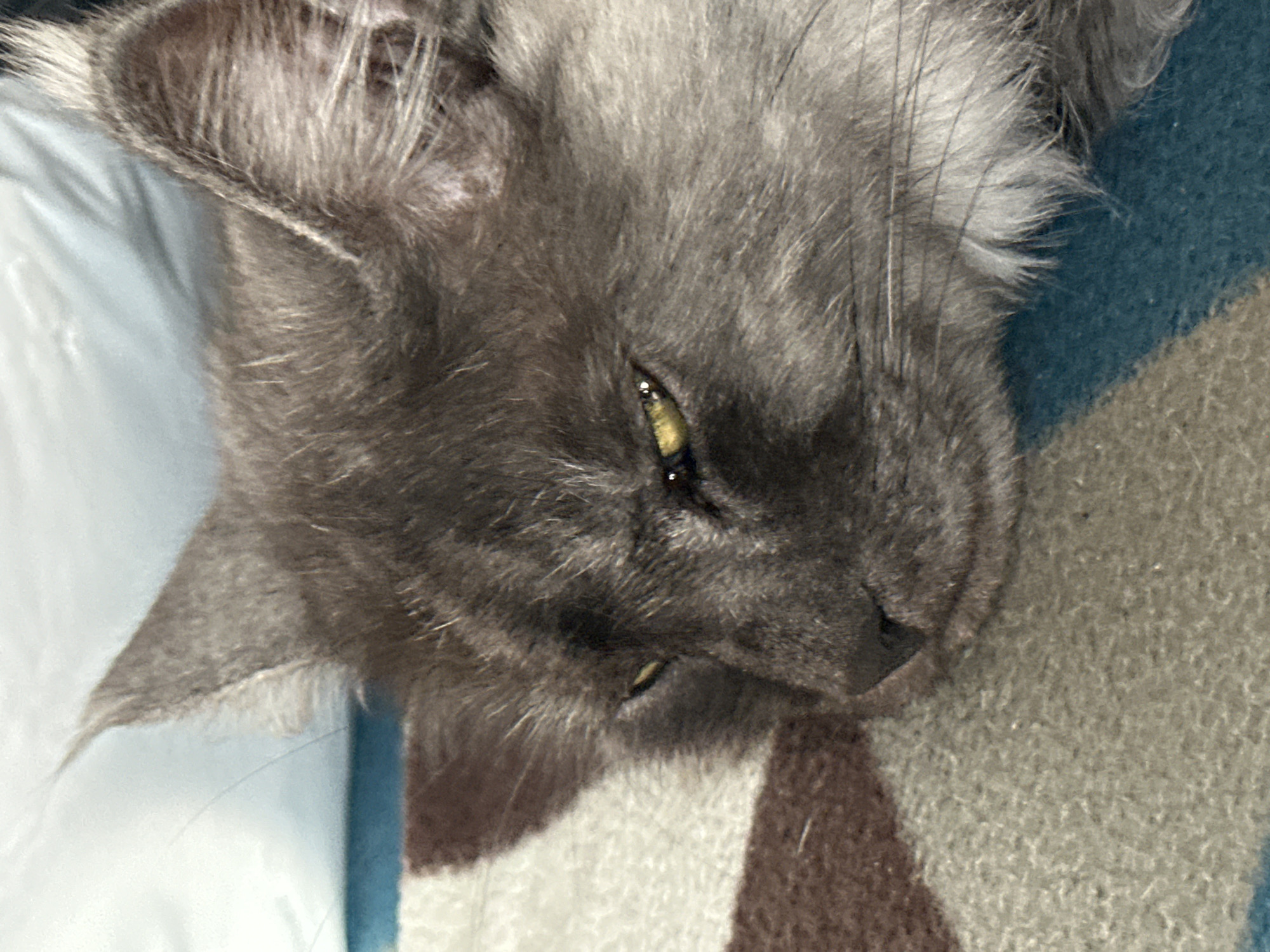 A close-up, eye-level, indoor shot shows the head of a grey cat lying down on a striped blanket. The cat's eyes are partially closed and appear yellow, and its ears are pointed upwards. The background is blurry, showing a white surface and a section of a blue and brown striped blanket. The cat is positioned on the right side of the frame, with its face slightly tilted to the left. The image does not contain any information about the city of Irkutsk, Russia.