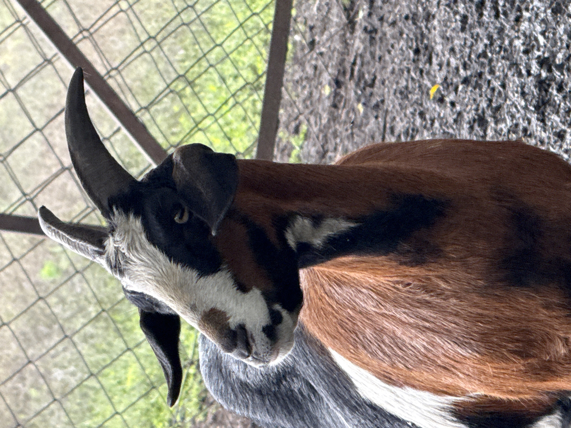 A close-up, medium shot captures a goat with distinct markings, including a white patch on its face and a brown and black coat. The goat is positioned in the foreground, with its head turned to the left, showcasing its horns and ears. The background features a wire fence and foliage, suggesting an outdoor enclosure. The ground beneath the goat appears to be dirt or mud. The scene is likely located in a rural or agricultural setting, possibly a farm or petting zoo, within or near the city of Nizhnekanyancha, Russia. The lighting suggests it is daytime, and the overall impression is one of a natural, unposed moment of the animal in its environment.