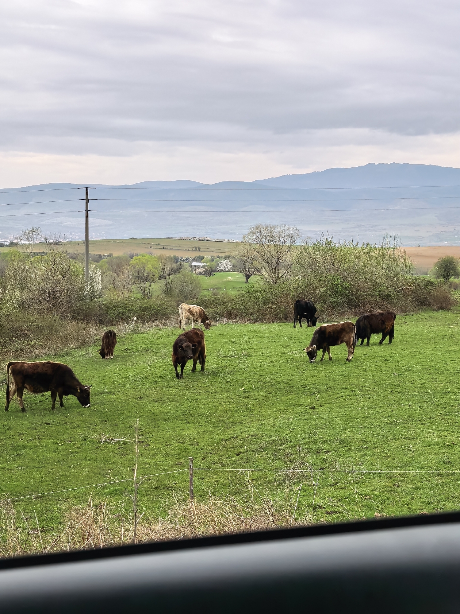 The image depicts a rural landscape in an unidentified city. A green pasture occupies the foreground, populated by several cows of varying colors (brown, black, tan) grazing on the grass. A fence runs through the field. In the midground, trees and shrubs are visible. An electrical transmission tower stands in the distance. The background features a series of mountains under a cloudy sky. The bottom of the frame is obscured by an out-of-focus object, possibly the interior of a vehicle.