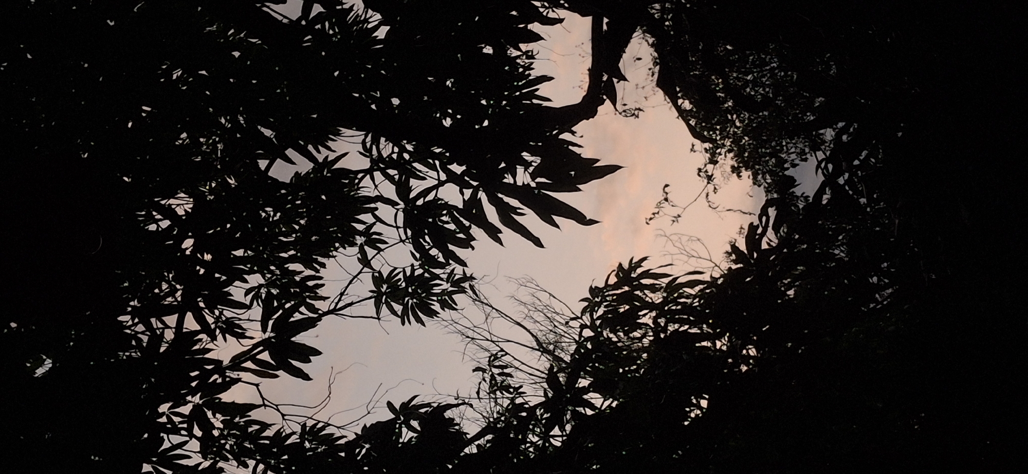 The image shows a view looking upwards through dense foliage towards the sky. The leaves and branches of trees are silhouetted in the foreground and middle ground, creating a dark frame around the central portion of the sky. The sky is a light color, possibly indicating dusk or dawn. There are no people or other specific objects visible. Given the image's origin location, Vallecito, Venezuela, the environment is likely a wooded area or park.