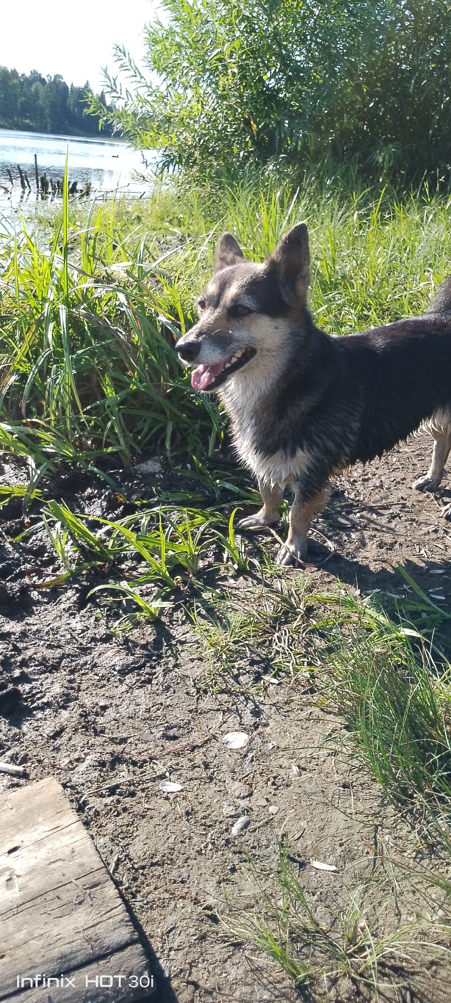 A medium-sized dog, predominantly black with tan markings on its face and chest, stands on a muddy, grassy bank near a body of water. The dog's fur appears wet and matted, suggesting it may have been in the water. Its mouth is open, and its tongue is visible, indicating it might be panting or cooling down. In the background, there is lush green vegetation, including tall grasses and trees. A lake or river is visible in the distance, with a tree line on the opposite bank. The sky is bright, suggesting a sunny day. The foreground shows the muddy ground with some scattered debris, including what appears to be a piece of wood. The location is identified as Kedrovy, Russia, likely a natural outdoor setting.