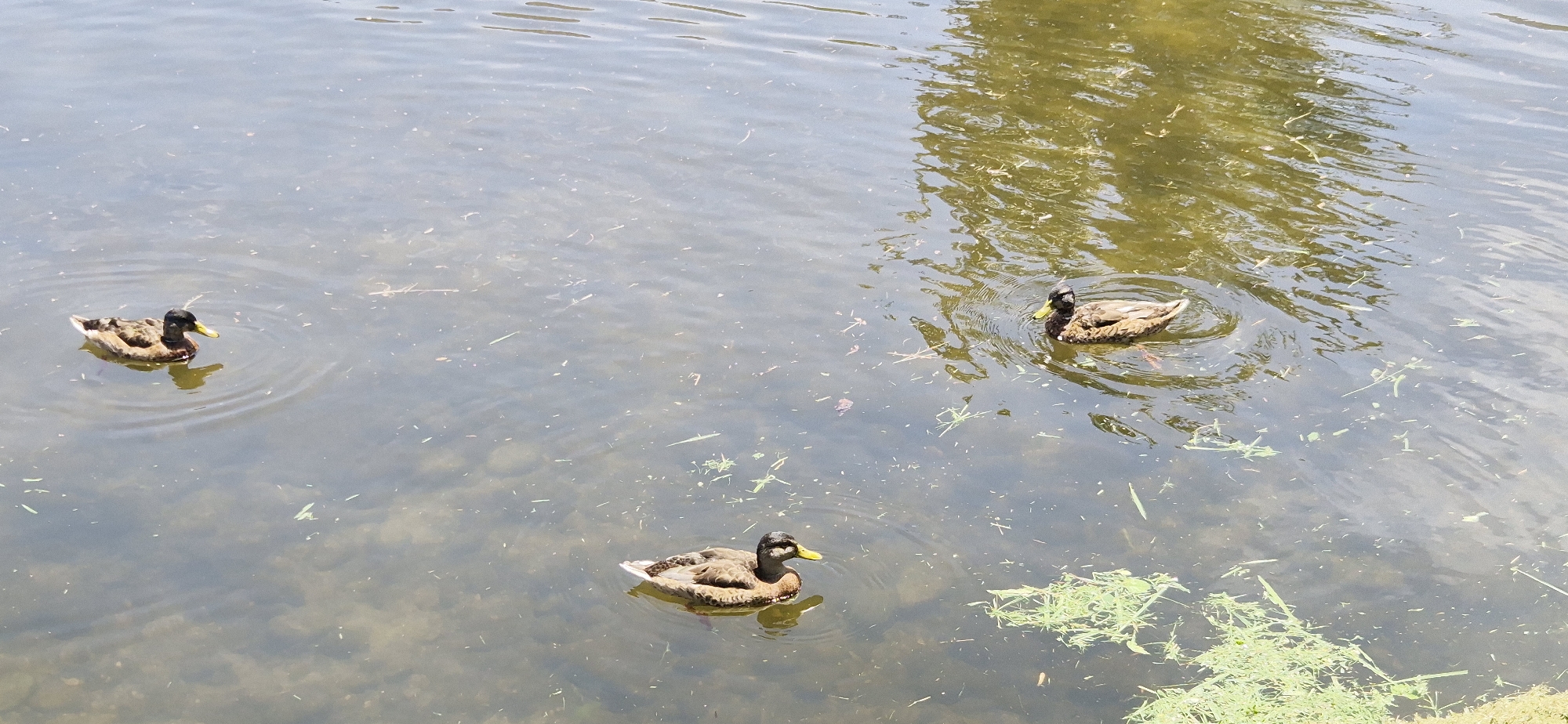 The image shows three ducks swimming in a body of water. The ducks appear to be mallards, with brown and green plumage and yellow beaks. They are all facing in different directions and are spread out across the frame. The water is murky and reflects the sunlight, creating a dappled effect. There are some green plants floating on the surface of the water, and some dry leaves are visible beneath the surface. The scene appears to be set outdoors during the daytime, with bright sunlight. The overall impression is one of a peaceful, natural setting.