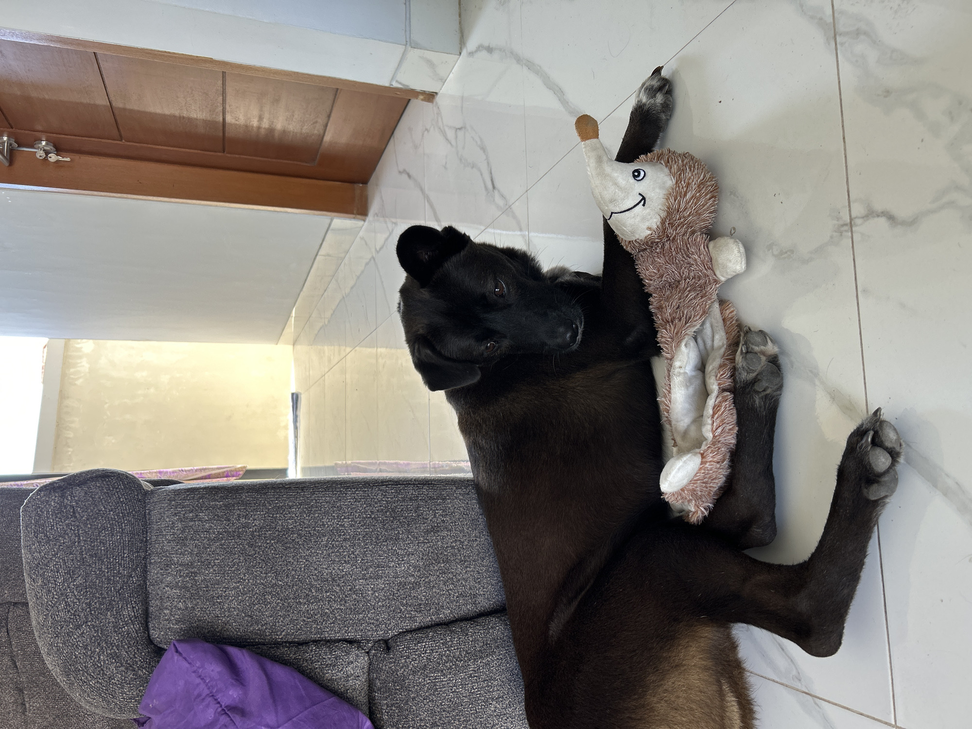 In Sukawati, Indonesia, a black dog lies on a tiled floor next to a plush toy. The dog is positioned on its side, with its head resting near the toy. To the left of the dog is a dark gray couch with a purple cushion. In the background, a wooden door with a silver handle and keys is visible, along with a plain wall and a glimpse of an outdoor area. The lighting suggests it is daytime.